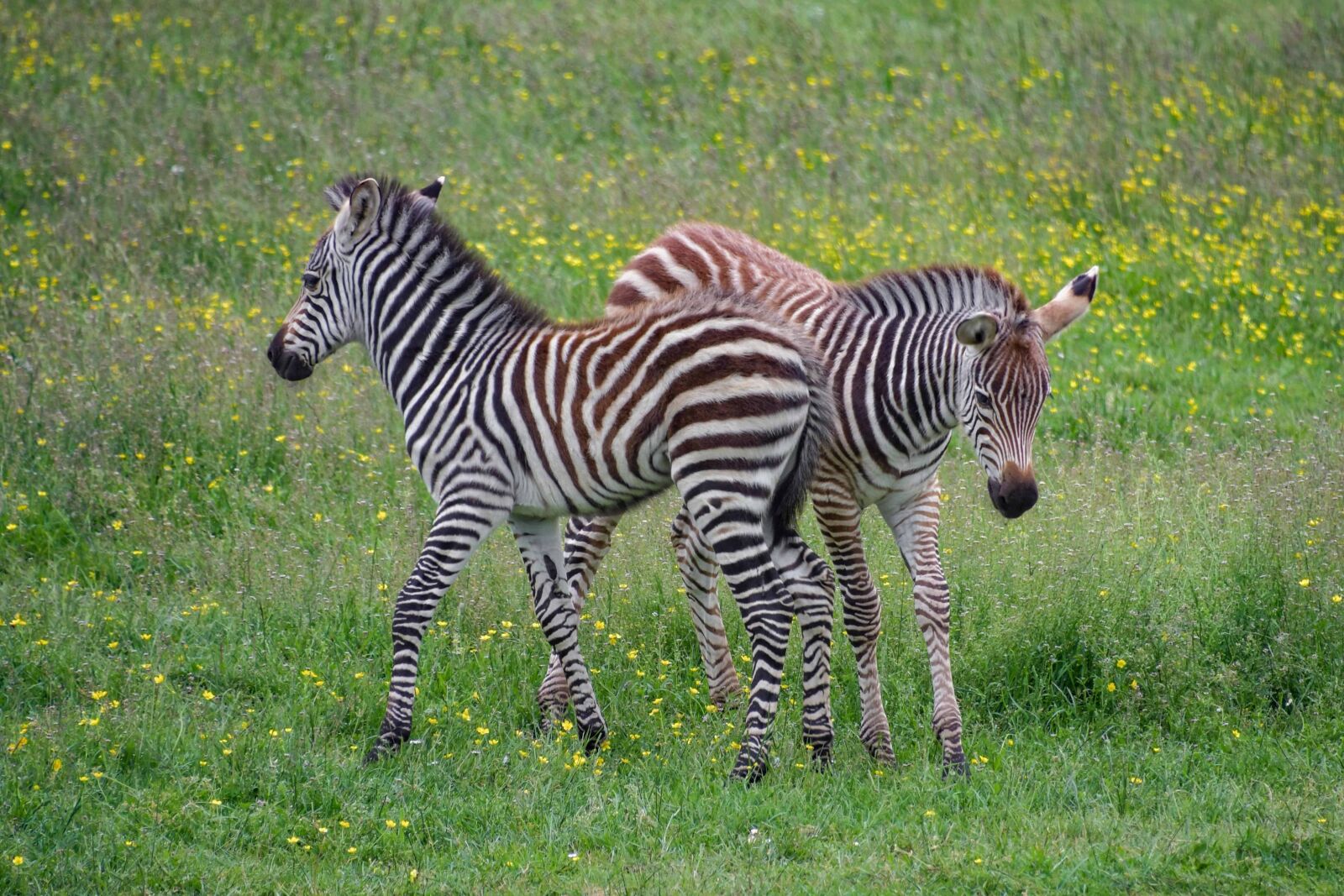 Nikon D500 sample photo. Animal, wildlife, grass, zebra photography