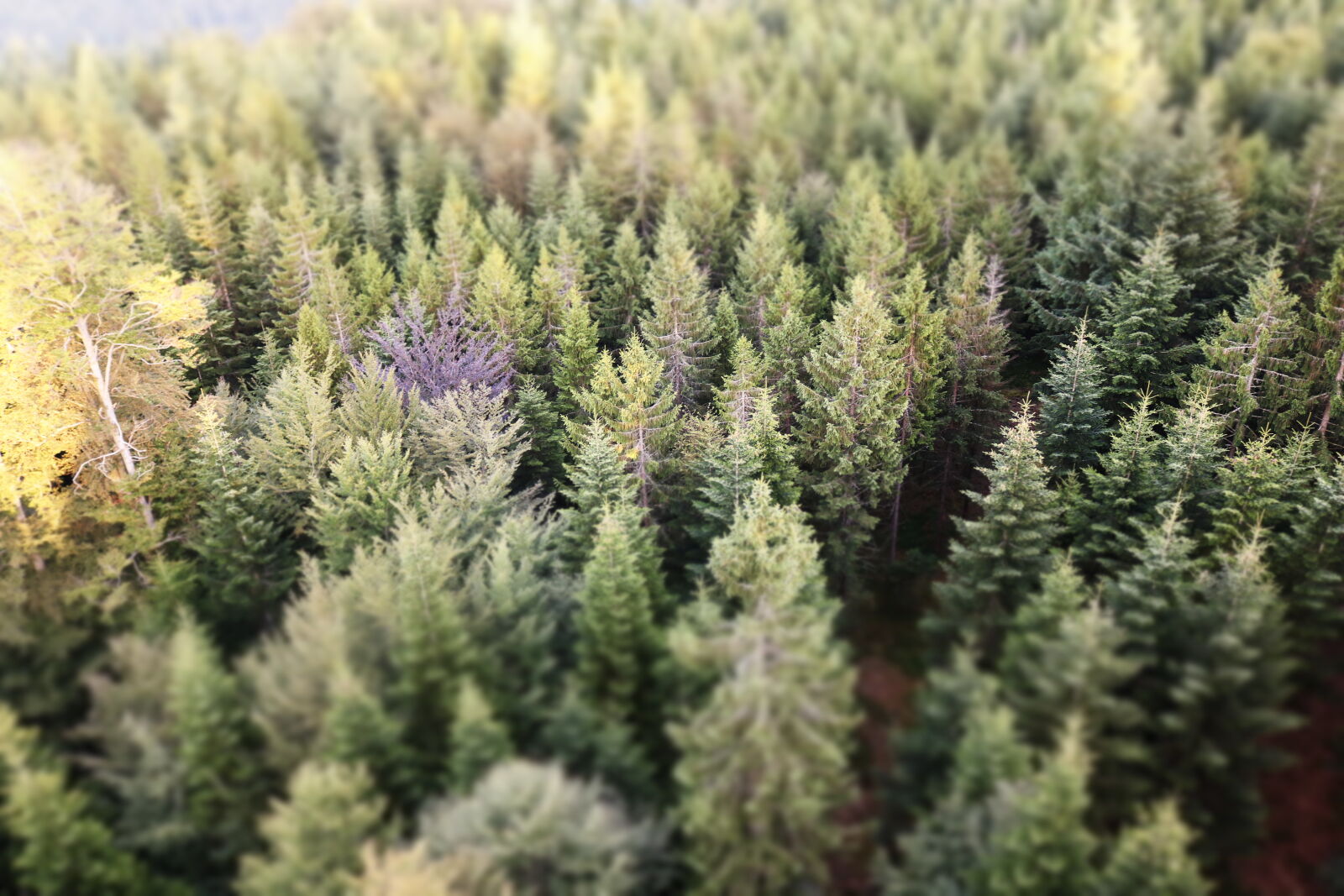 Canon EOS 750D (EOS Rebel T6i / EOS Kiss X8i) sample photo. Fir, trees, forest, pine photography