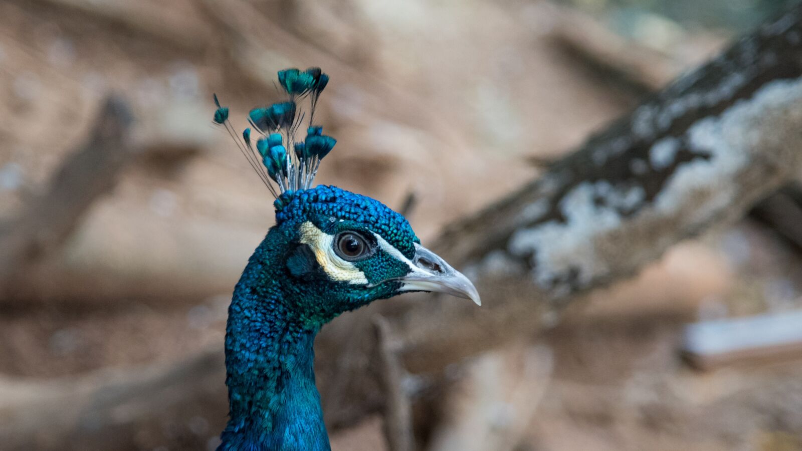Nikon D750 sample photo. Animal, peacock, zoo photography