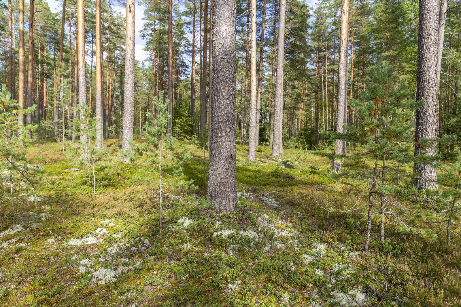 Canon EOS 6D sample photo. Trees, tree trunks, forest photography