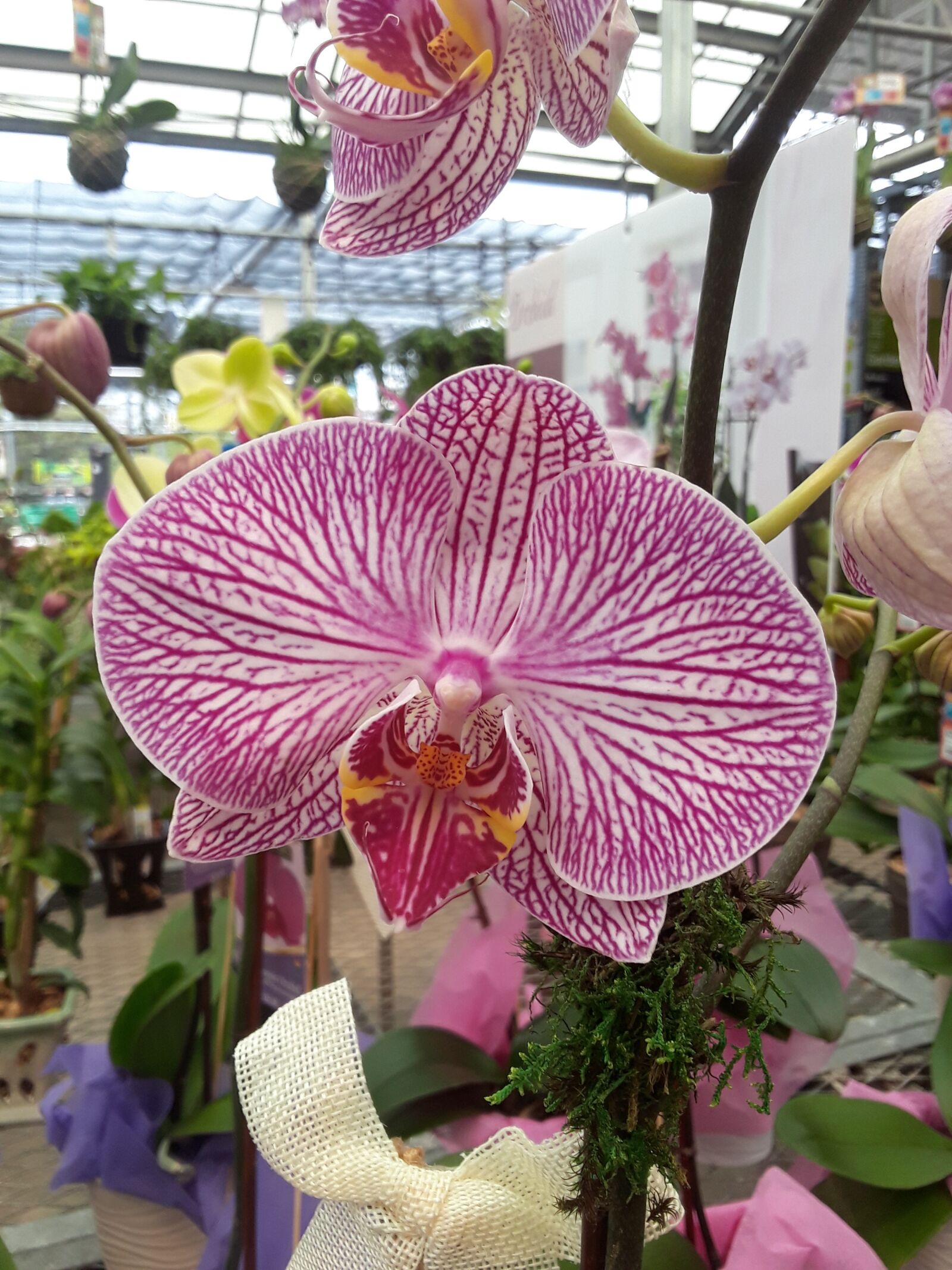 Samsung Galaxy J7 Prime sample photo. Orchid, flower, nursery photography