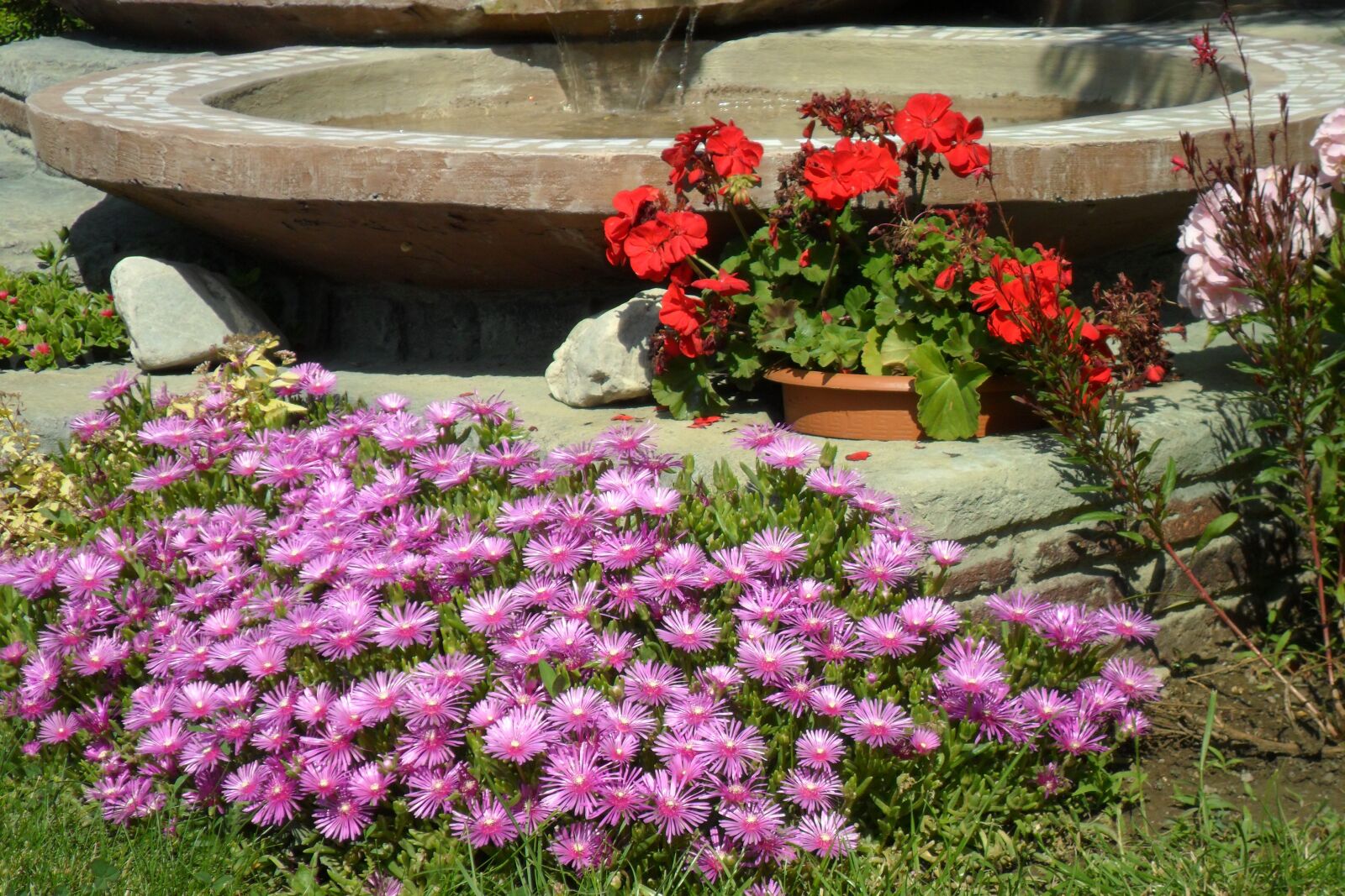 Samsung PL20,PL21 / VLUU PL20,PL21 sample photo. Flowers, summer, colorful photography