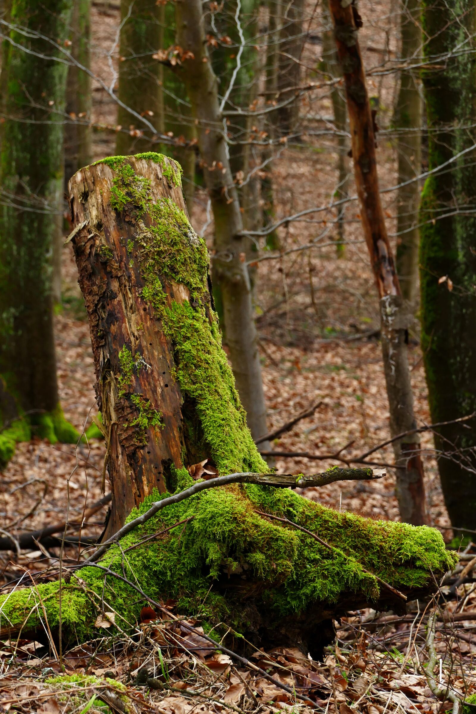 Panasonic Lumix DMC-FZ1000 sample photo. Wood, moss, nature photography