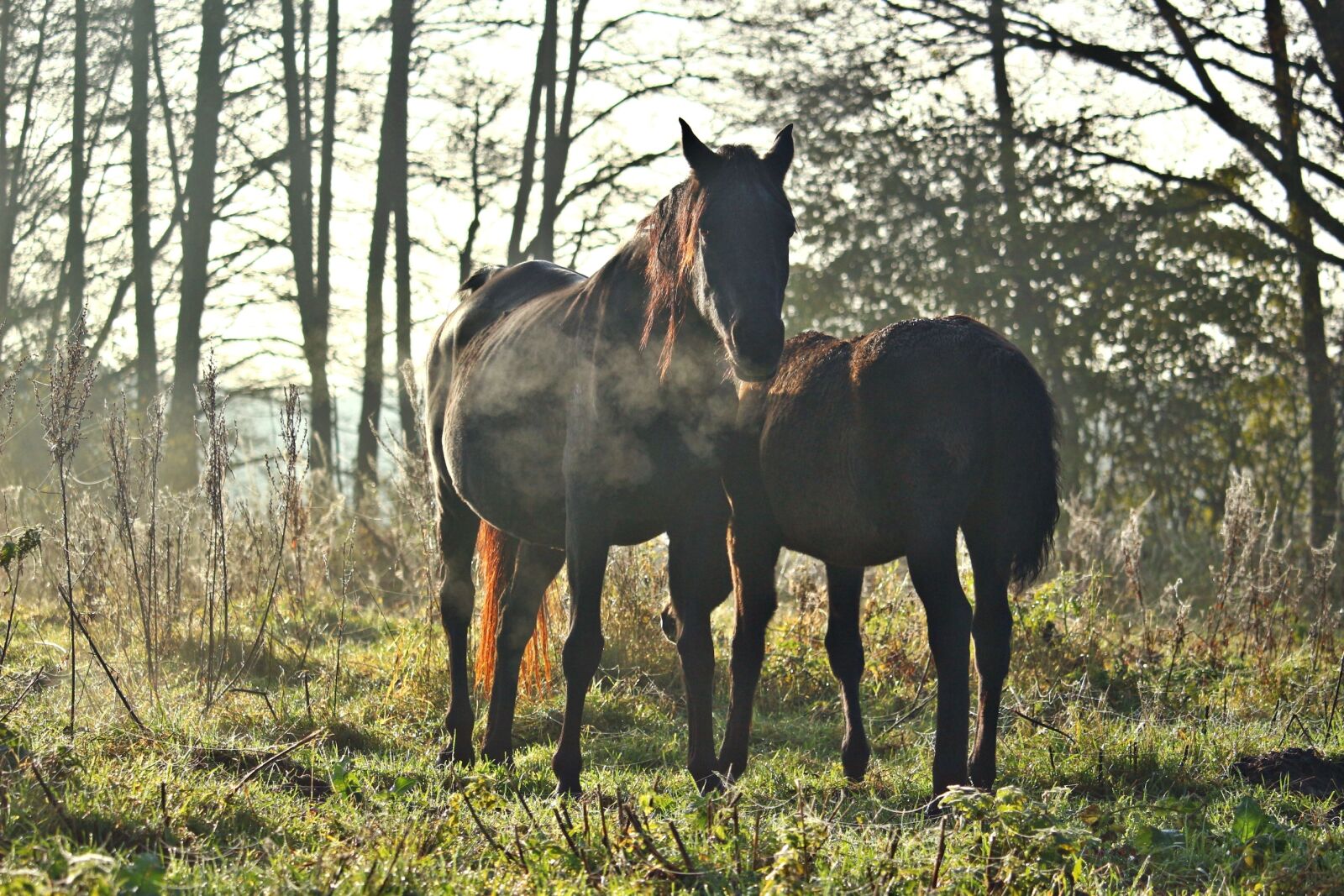 Canon EOS 100D (EOS Rebel SL1 / EOS Kiss X7) sample photo. Horse, rap, mare photography
