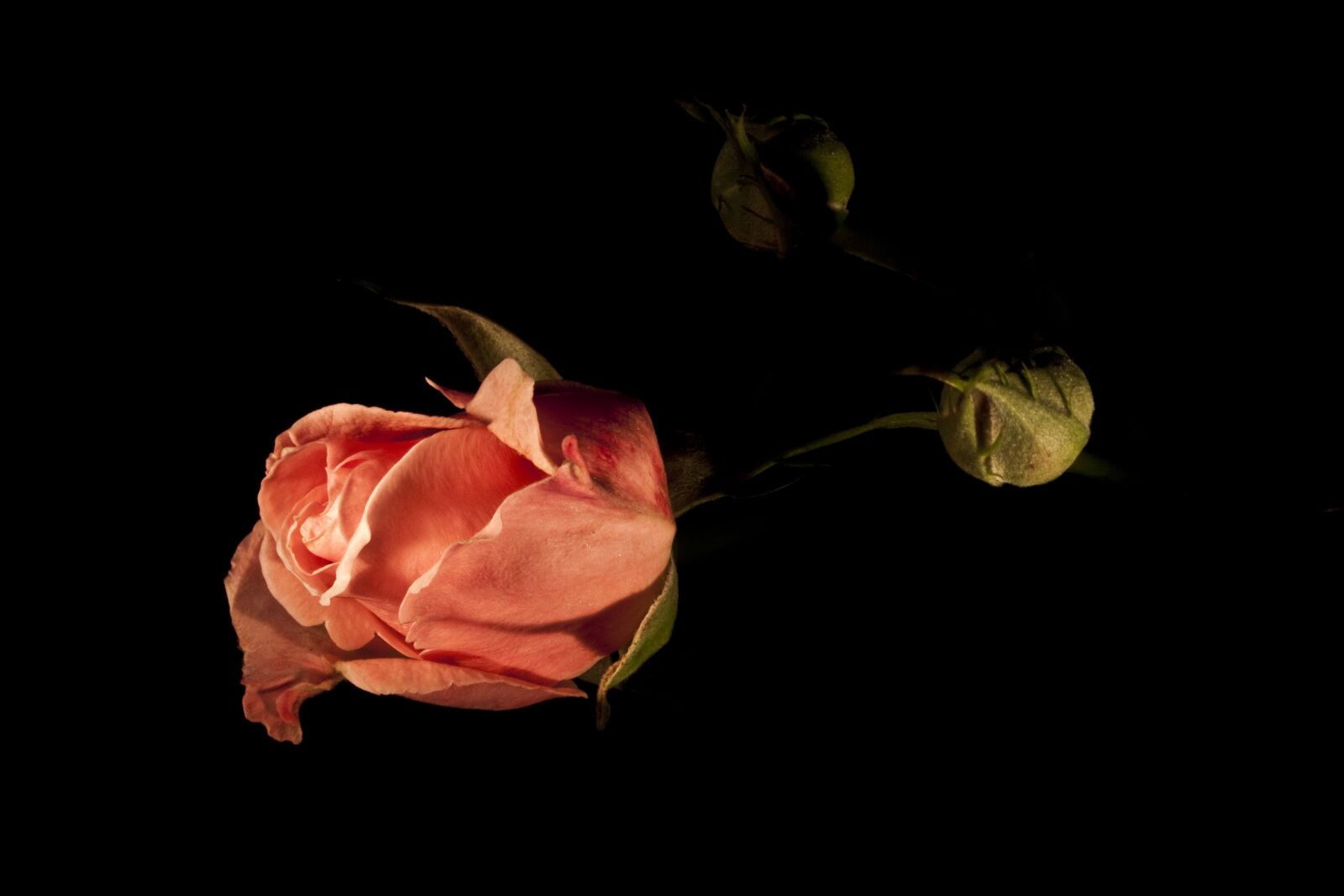 Canon EOS 500D (EOS Rebel T1i / EOS Kiss X3) sample photo. Rose, pink, light coloring photography