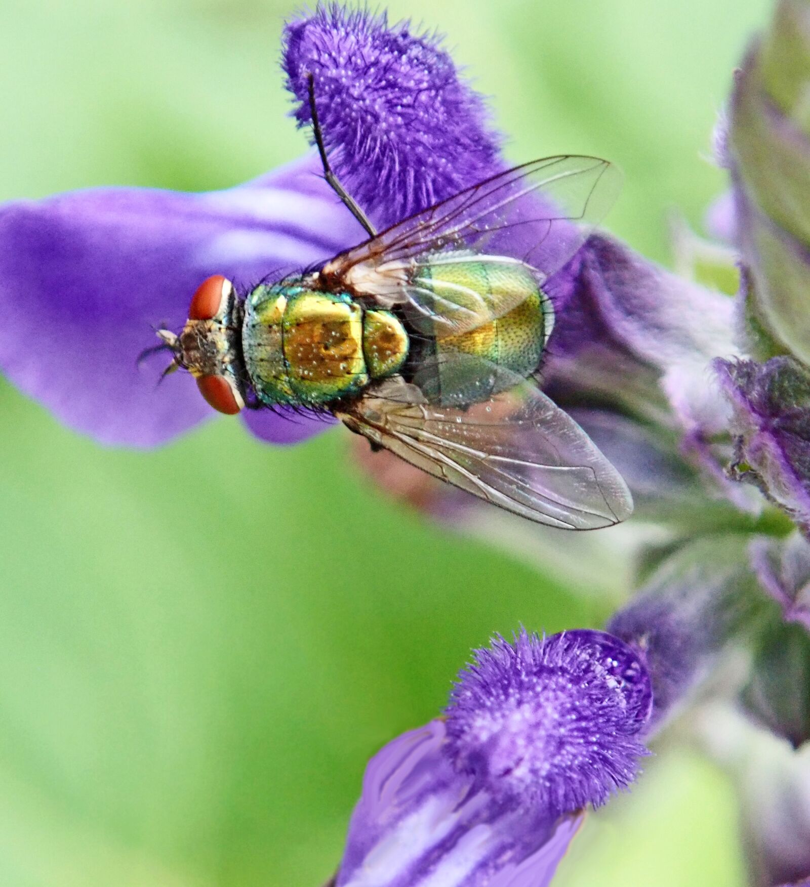 Olympus TG-5 sample photo. Fly, insect, blow fly photography