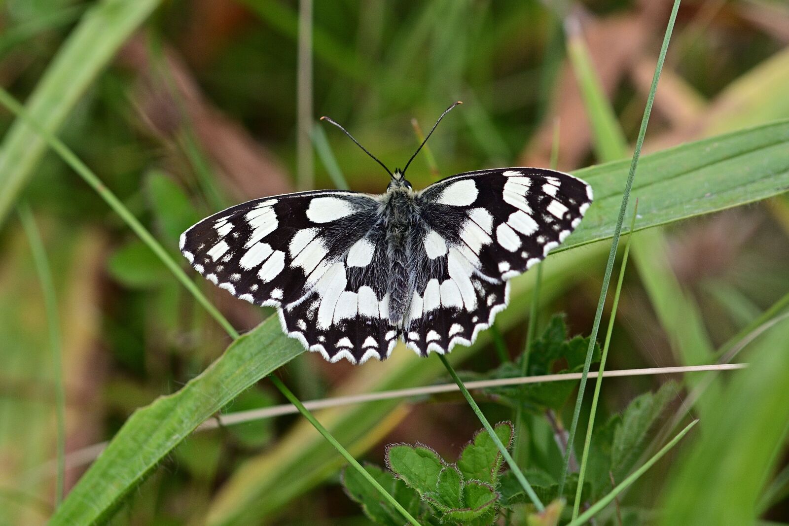 Nikon D5200 sample photo. Checkered butterfly, butterfly, nature photography