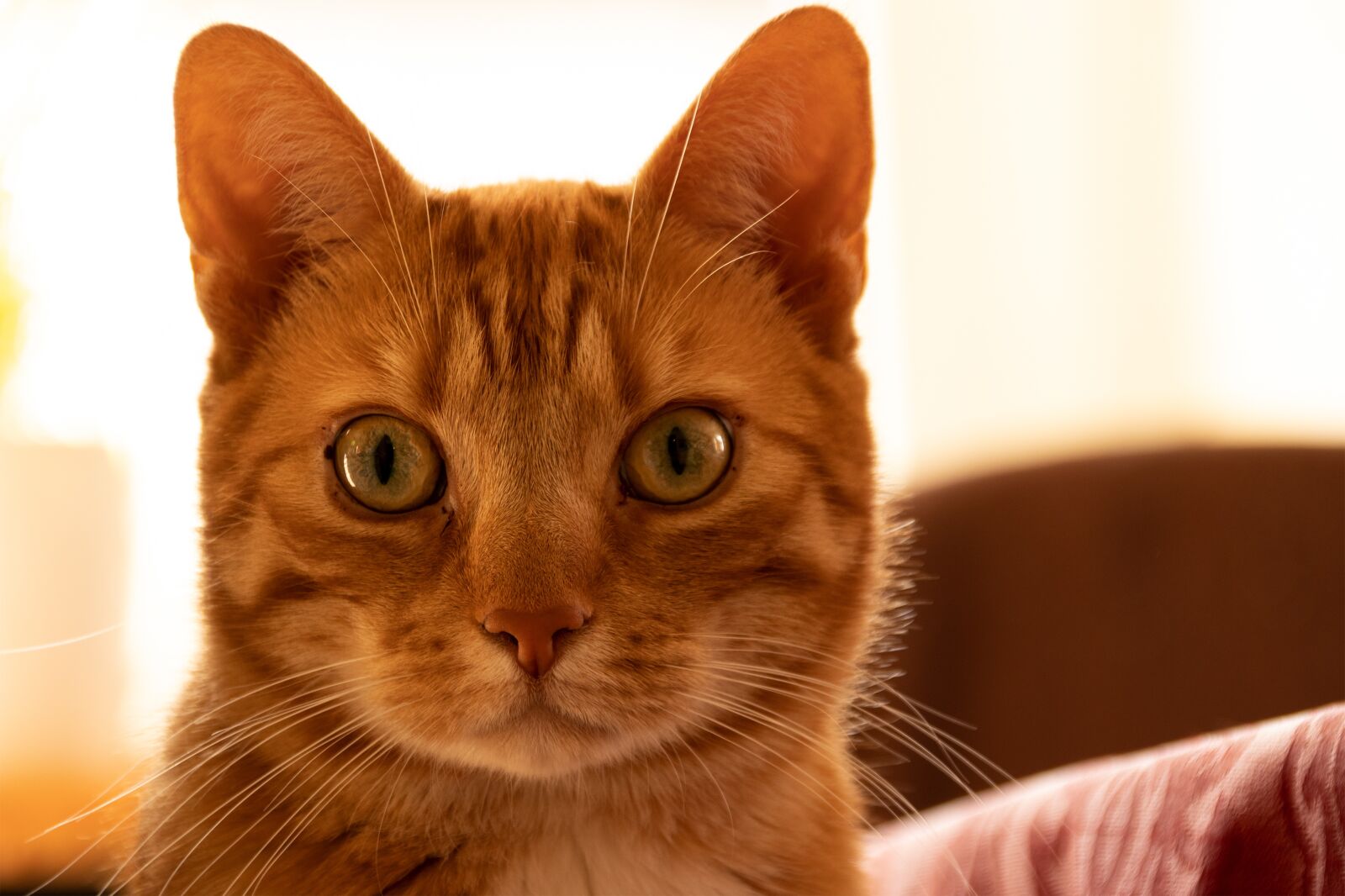 Canon EOS 80D sample photo. Cat, domestic cat, red photography