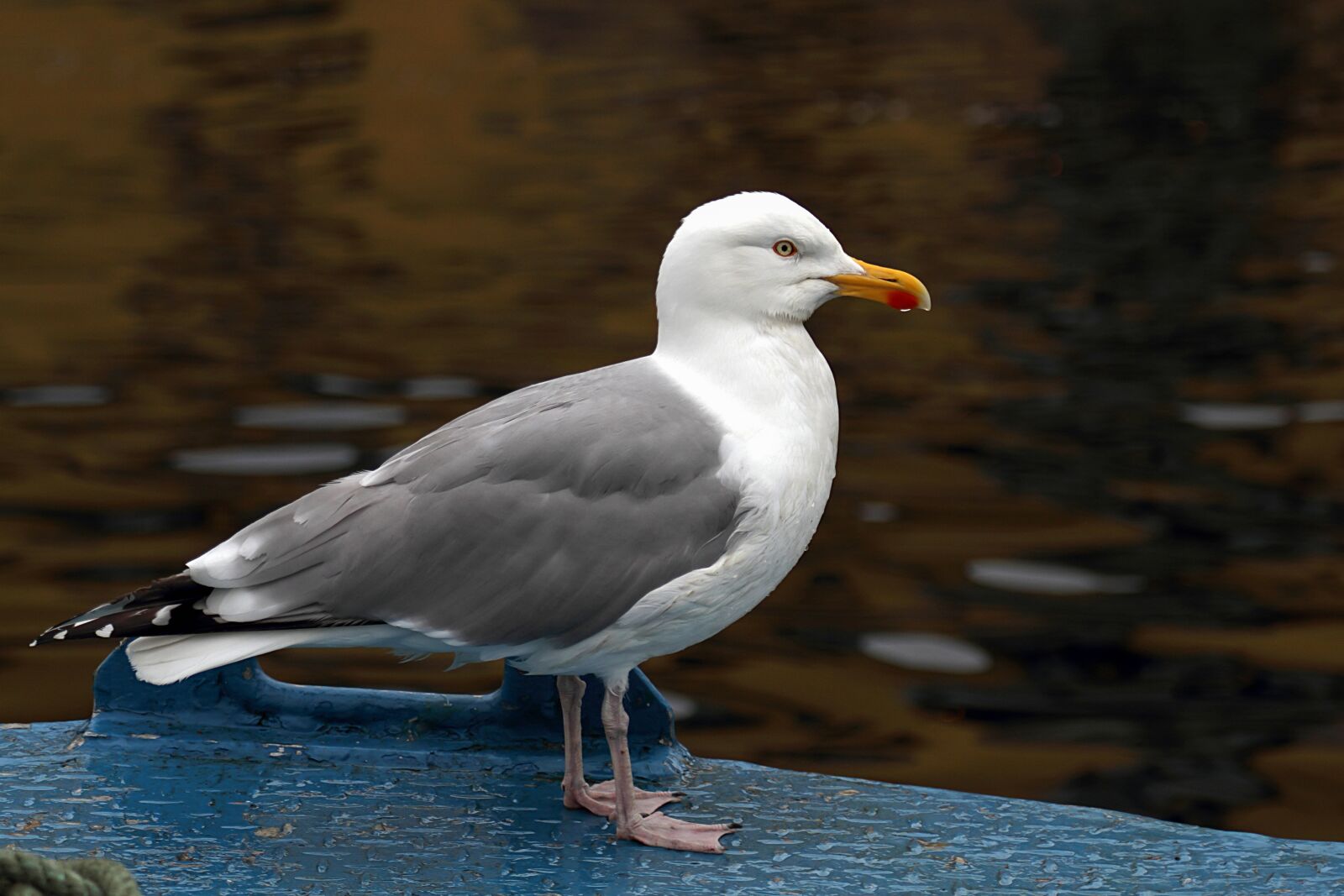Canon EOS 7D + Canon EF 70-200mm F4L IS USM sample photo. Seagull, water bird, bird photography
