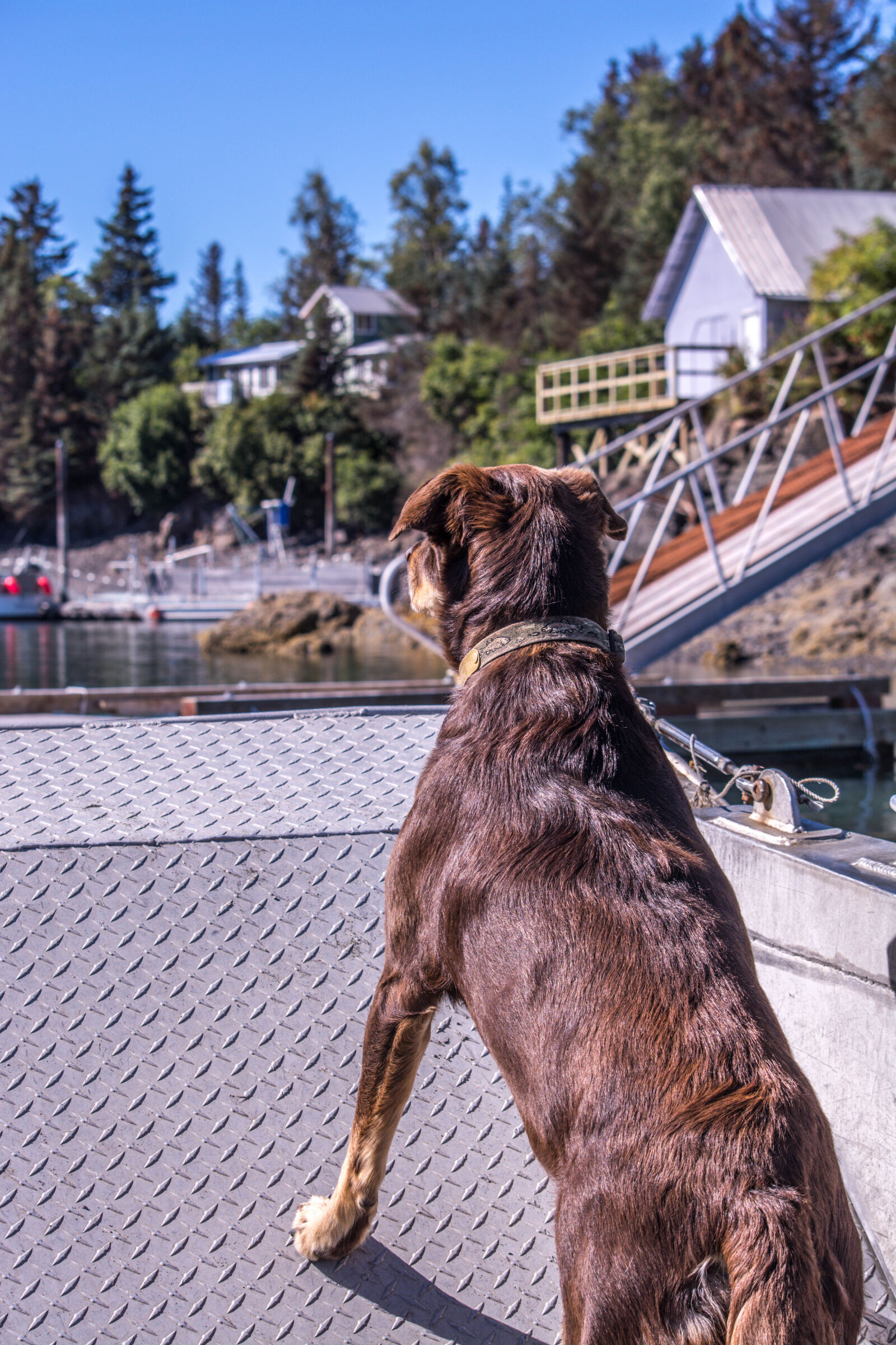 Nikon D5200 sample photo. Adorable, animal, boat, breed photography