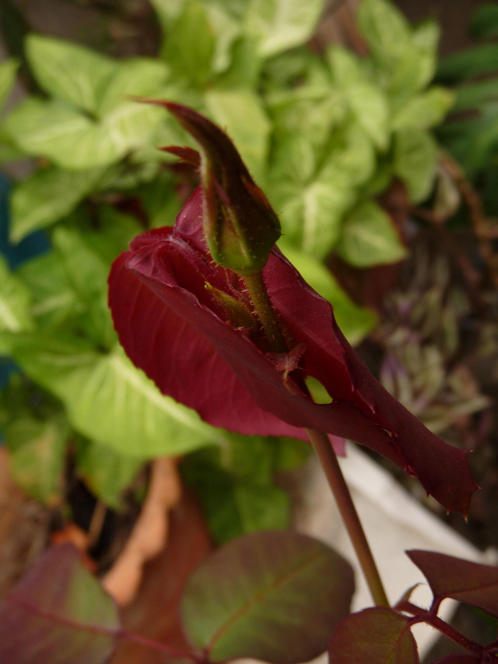 Panasonic Lumix DMC-TZ4 sample photo