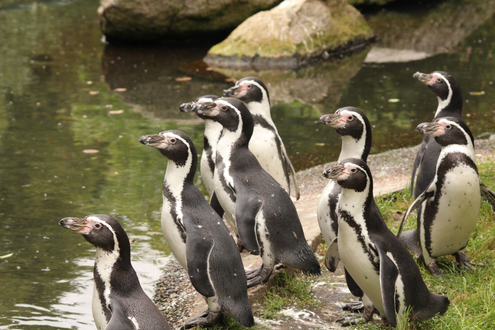 Canon EOS 600D (Rebel EOS T3i / EOS Kiss X5) sample photo. Penguin, bird, zoo photography