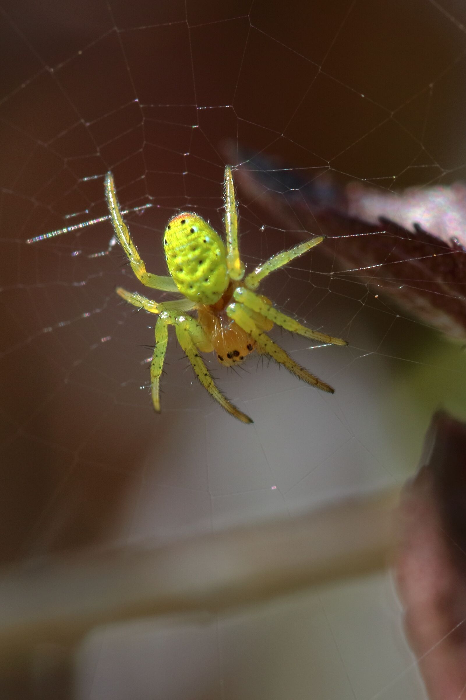 Canon EOS 80D sample photo. Spider, green, macro photography