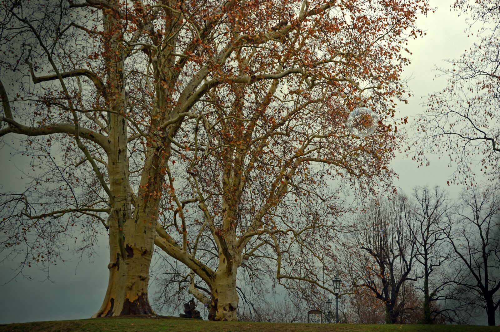 Nikon D3200 sample photo. Deciduous tree, poplar, tree photography
