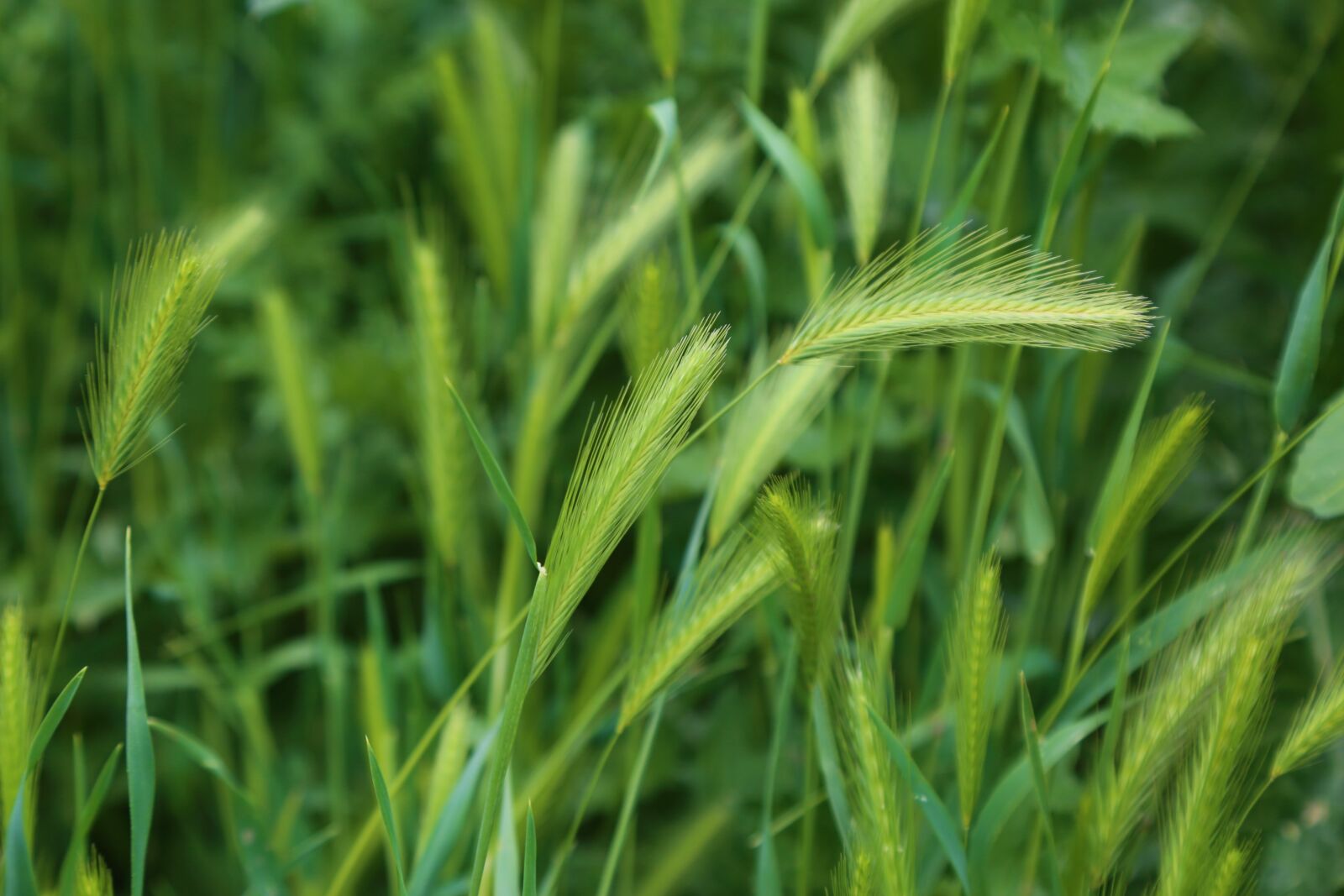 Canon EF 24-105mm F4L IS USM sample photo. Nature, chan, plant photography