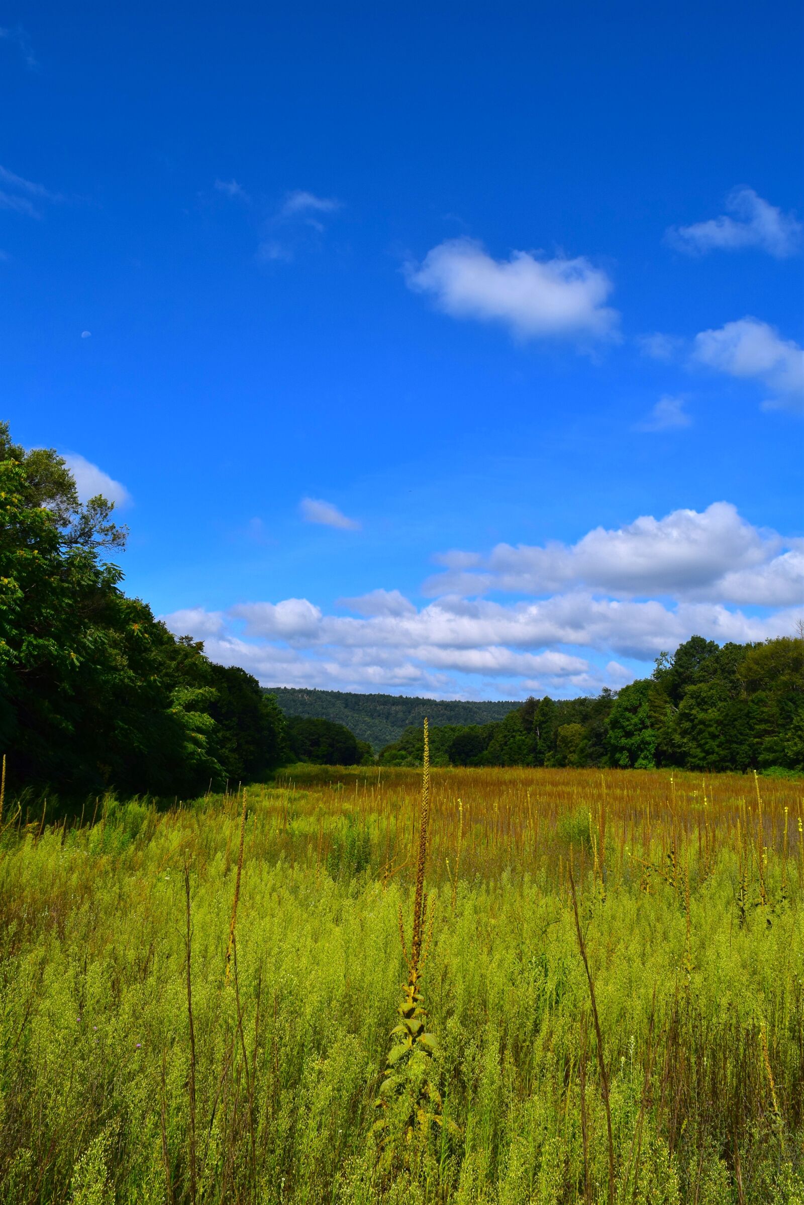 Nikon D3300 sample photo. Field, nature, landscape photography