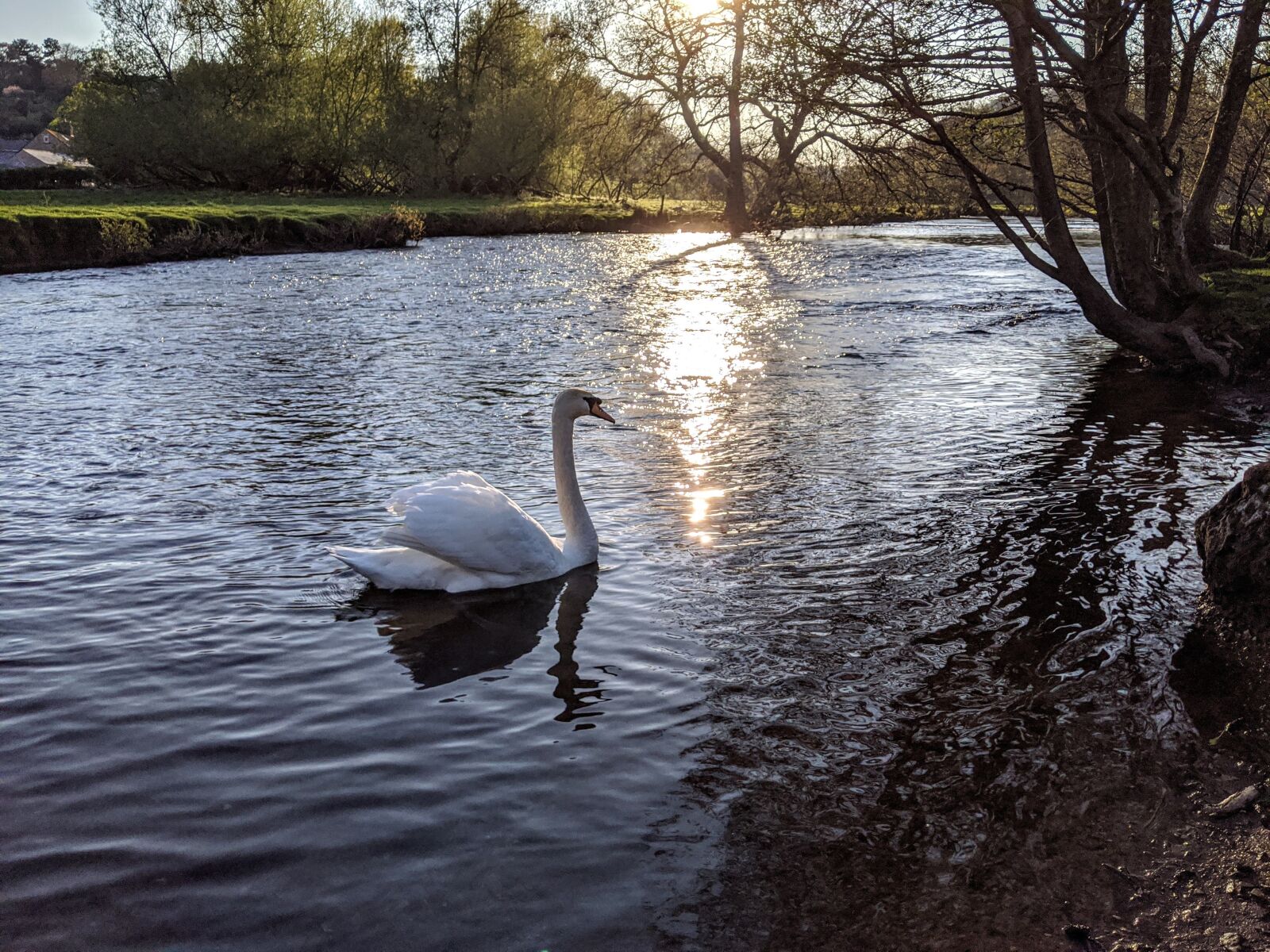 Google Pixel 3 sample photo. Bakewell, swan, water photography