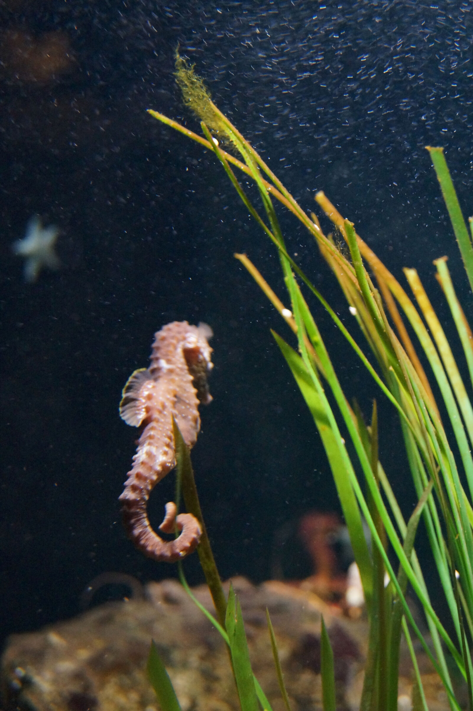 Sony SLT-A37 sample photo. Aquarium, blur, motion, seahorse photography