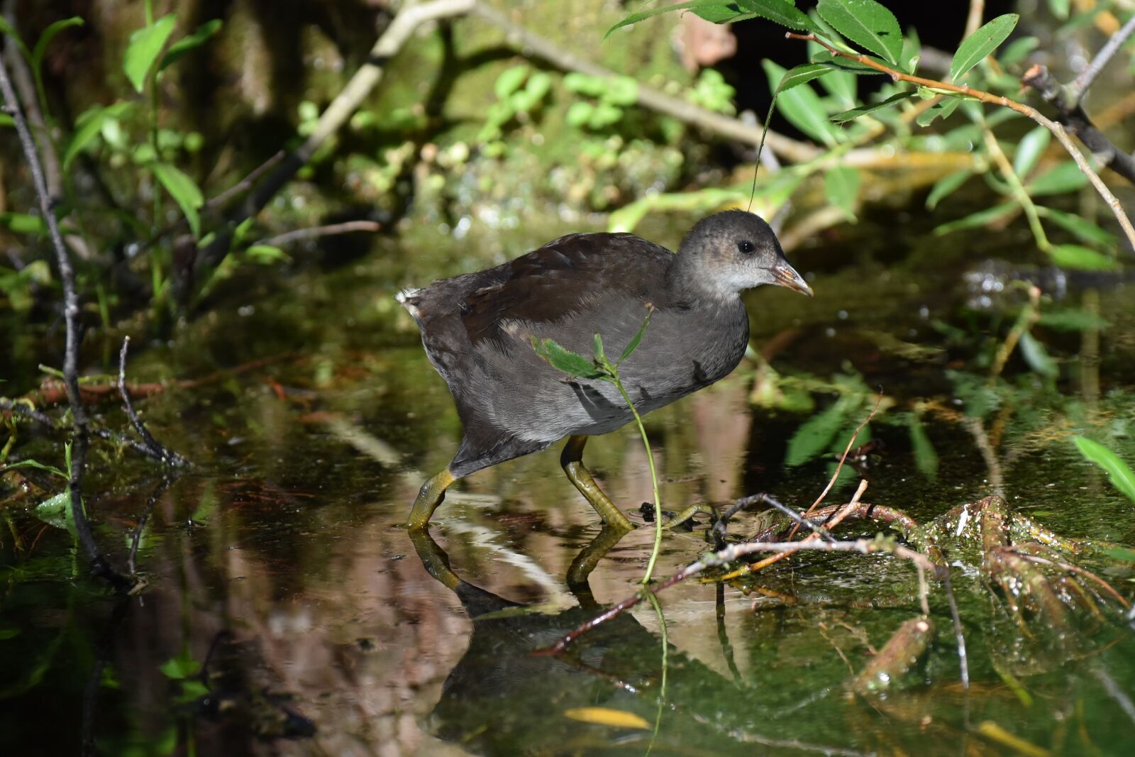 Nikon D7200 sample photo. Find them, birds, nature photography