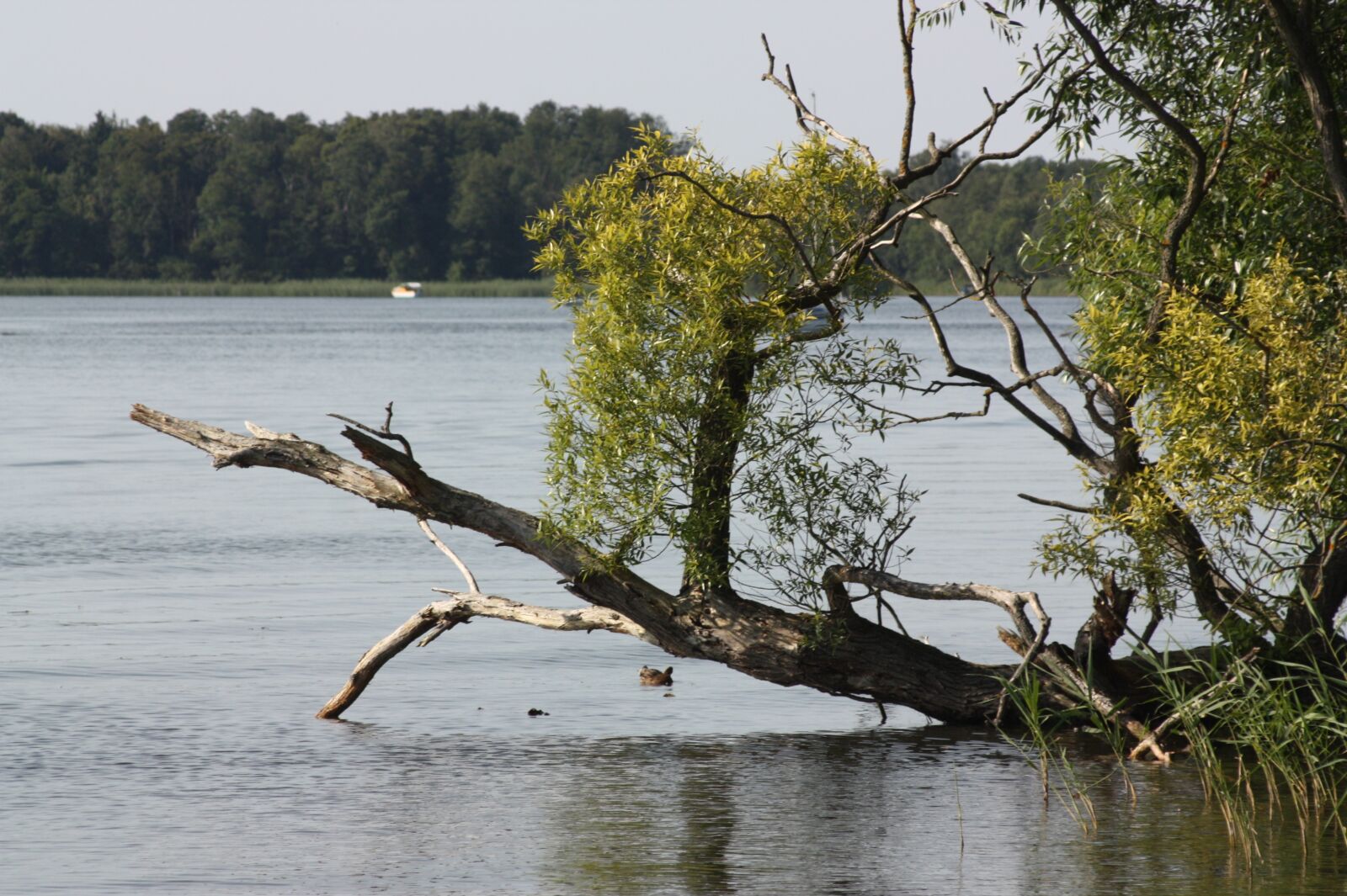 Canon EOS 450D (EOS Rebel XSi / EOS Kiss X2) sample photo. Lake, bank, landscape photography