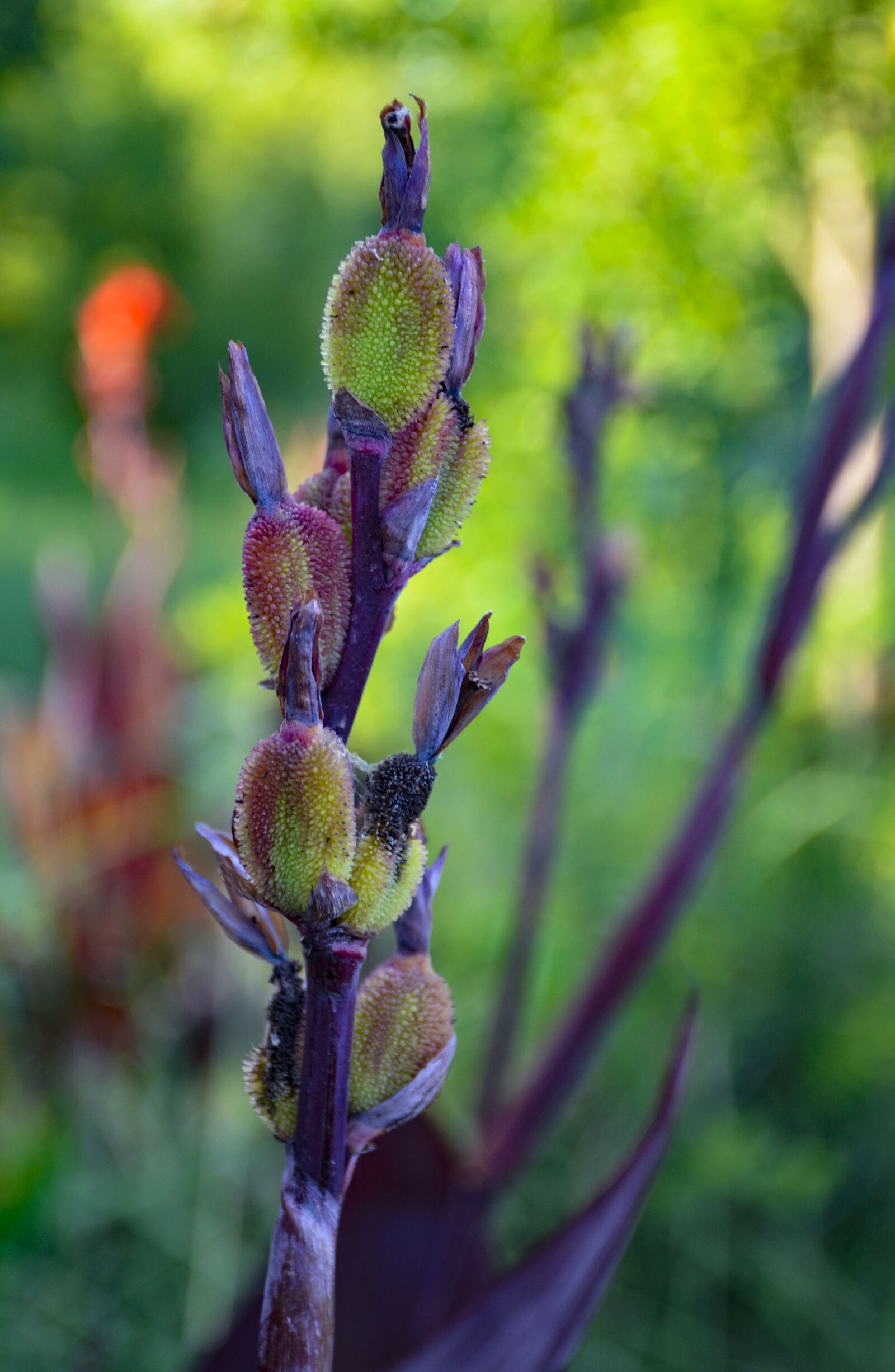 Nikon D7000 sample photo. Close up, flowers, nature photography