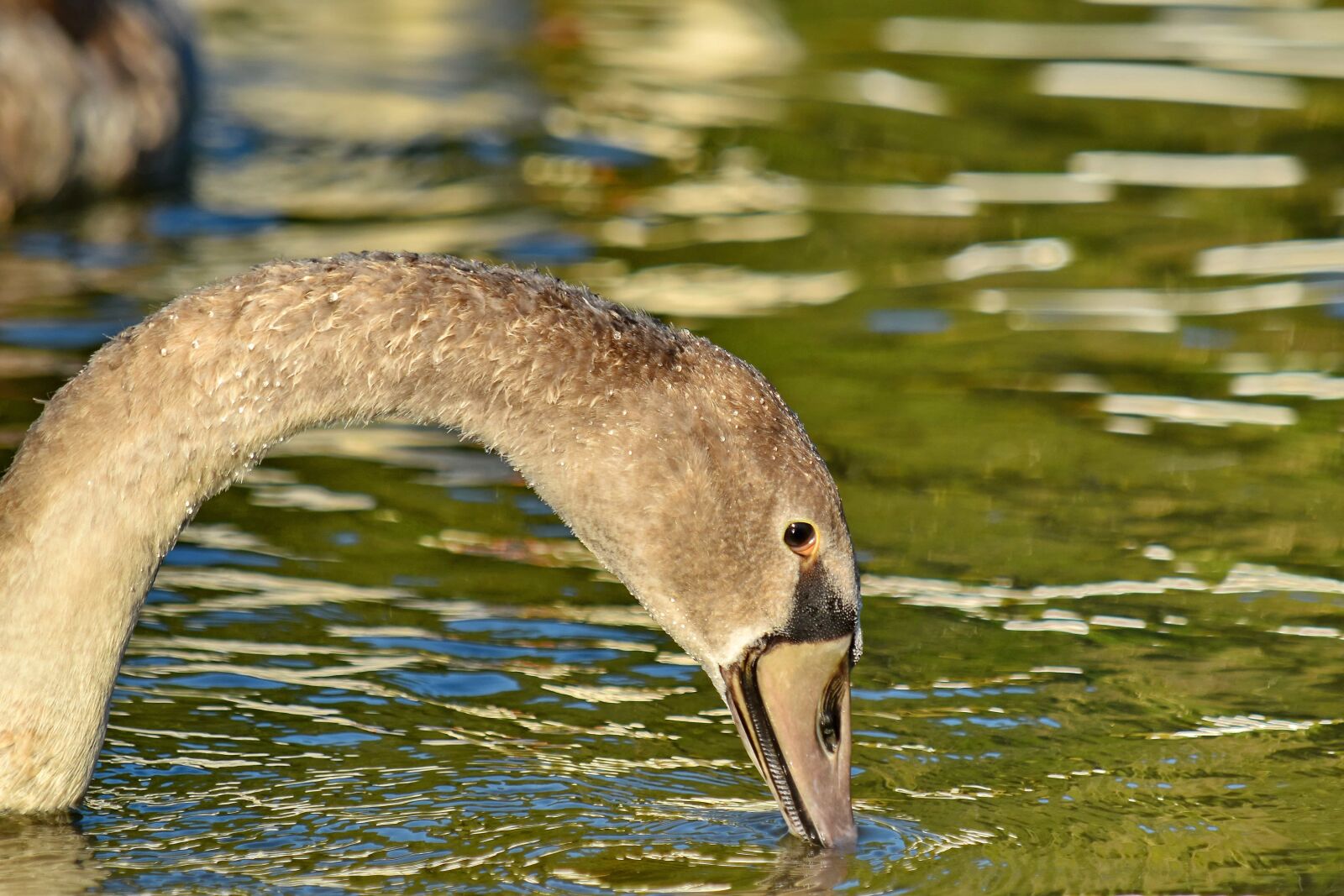 Nikon D5500 sample photo. Beautiful image, neck, sunshine photography