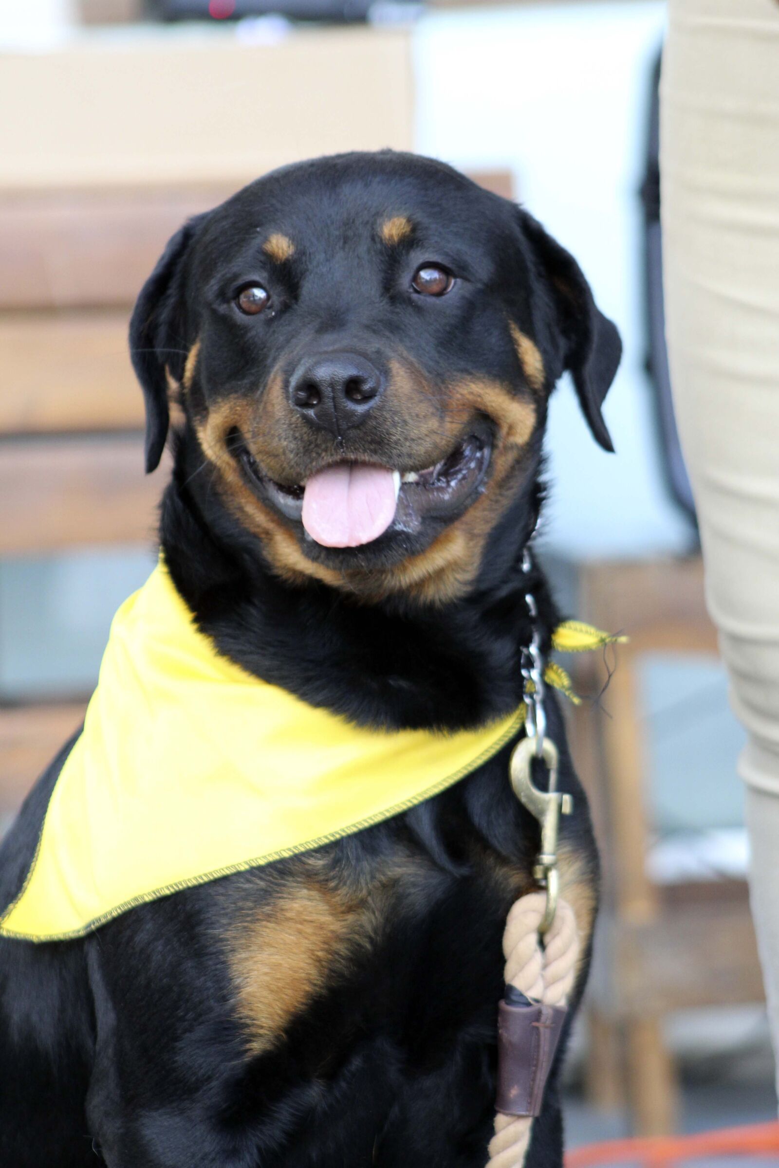 Canon EF75-300mm f/4-5.6 sample photo. Rottweiler, happy dog, smile photography