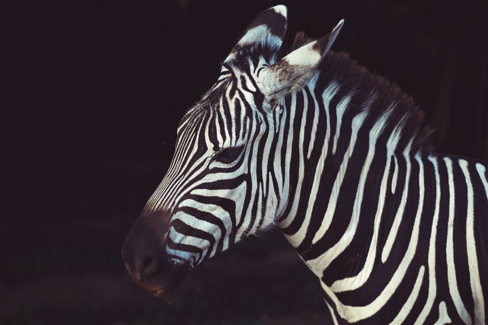 Canon EOS 1200D (EOS Rebel T5 / EOS Kiss X70 / EOS Hi) sample photo. Animal, zebra, nature photography