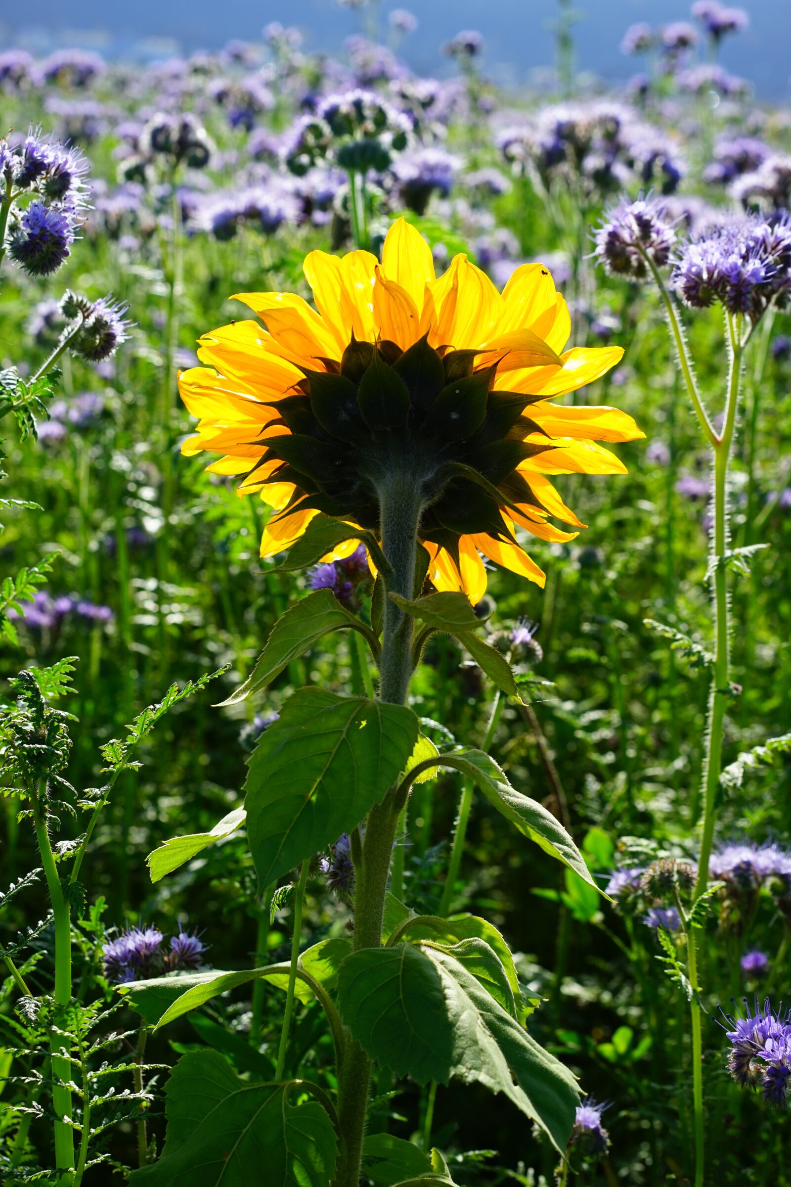 Sony Sonnar T* FE 55mm F1.8 ZA sample photo. Sunflower, flower, yellow photography