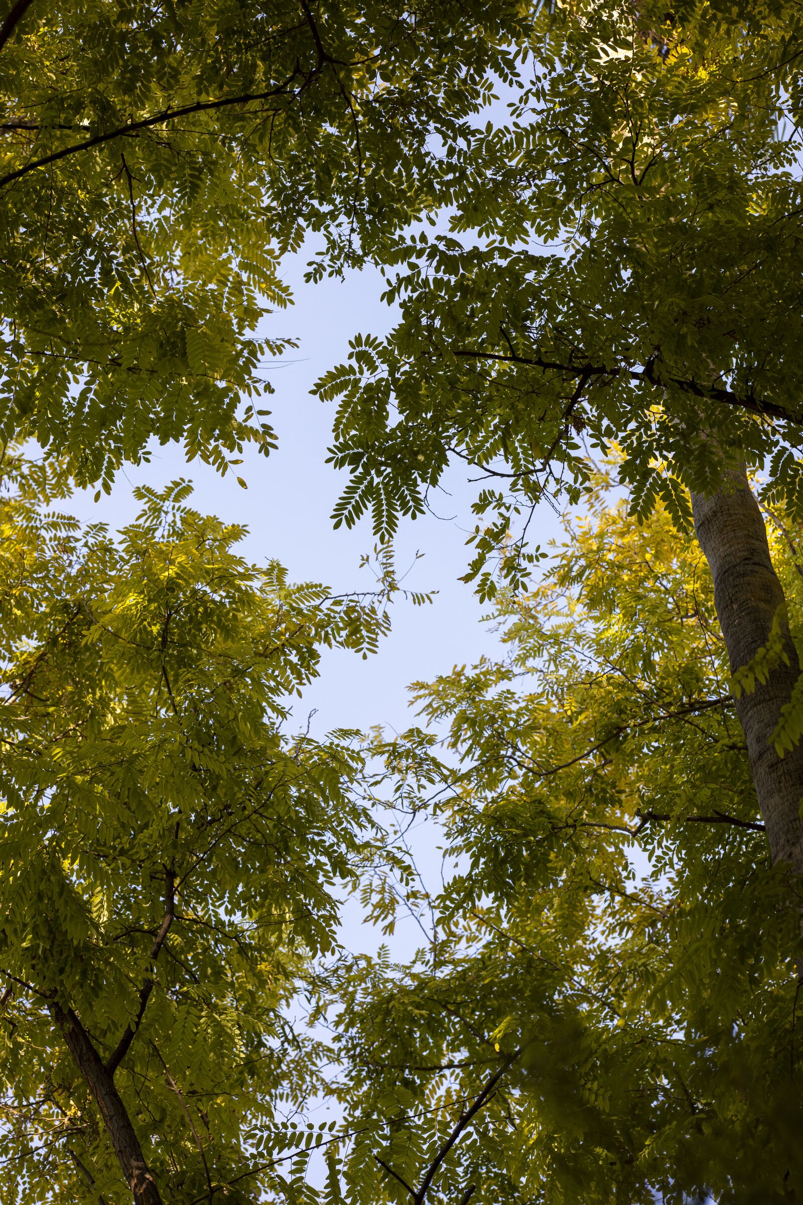 Canon RF 85mm F1.2L USM sample photo. Tree, leaves, nature photography