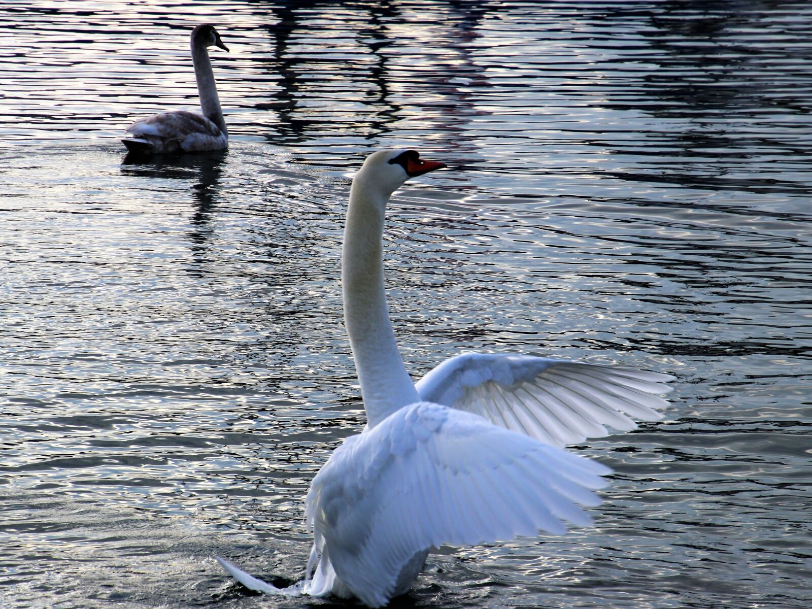 Canon EOS 80D sample photo. Birds, lake, water photography