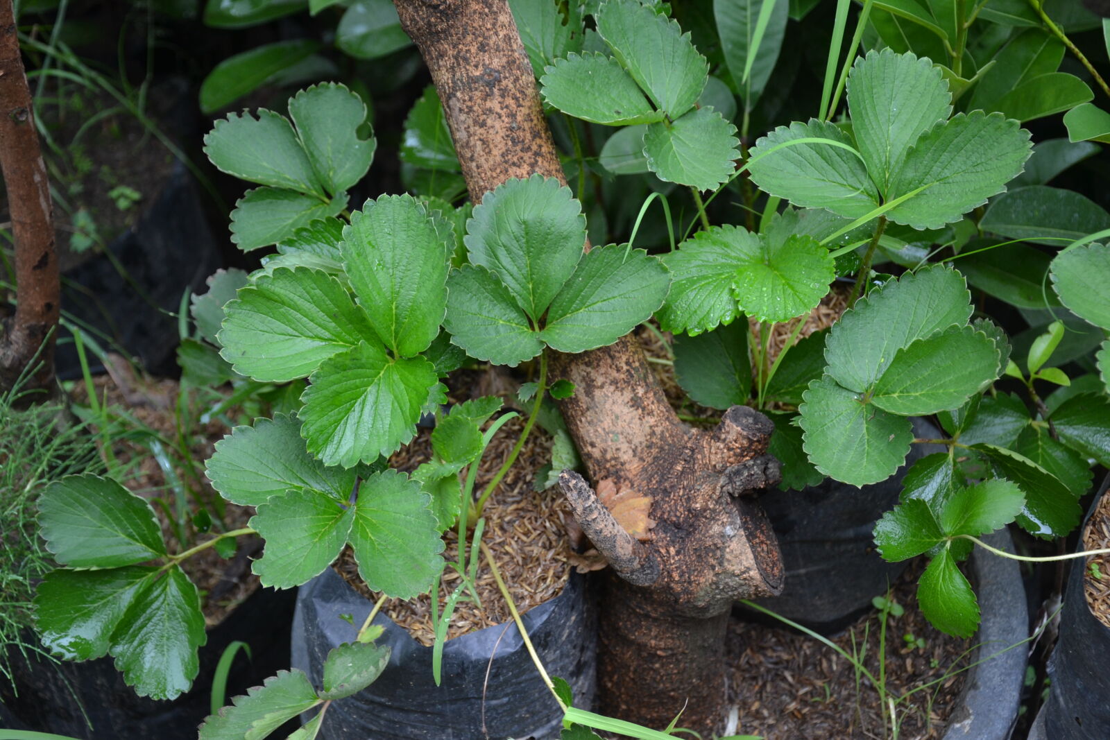 Nikon D3100 sample photo. Strawberry photography