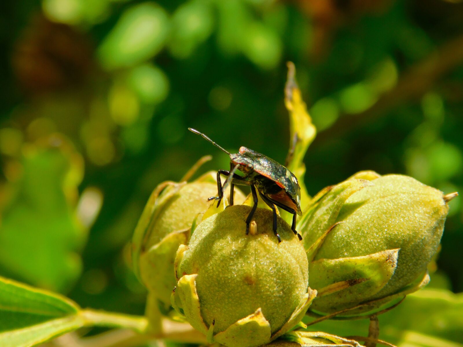 Nikon Coolpix B500 sample photo. Nature, bugs, bedbugs photography