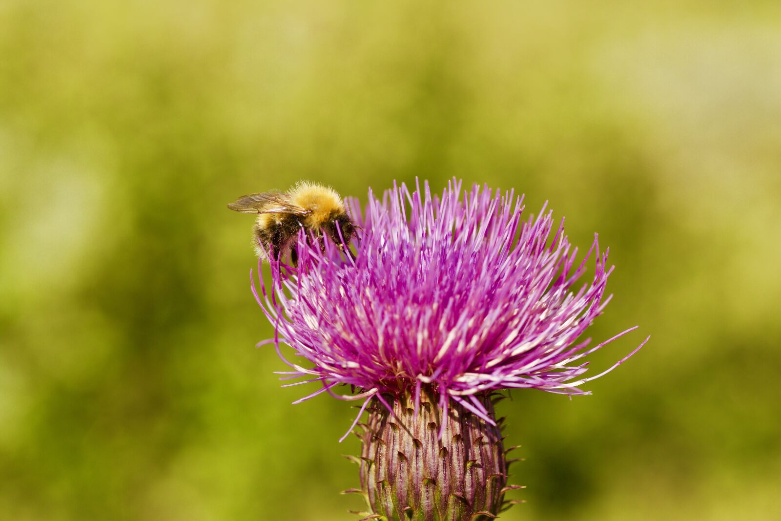Canon EOS 5D Mark III sample photo. Flower, bee, the nature photography