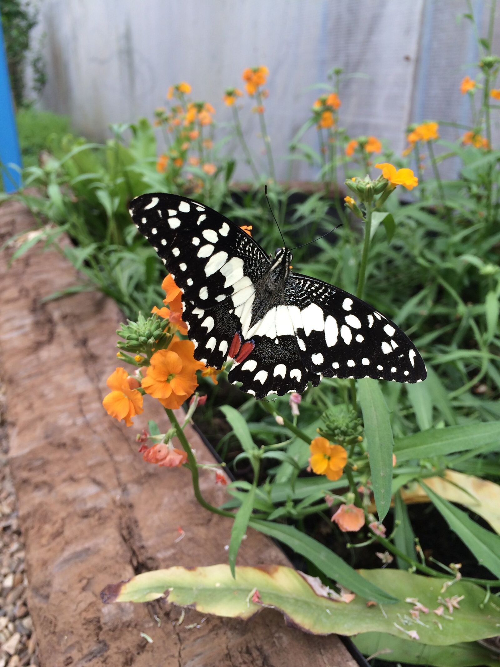 Apple iPhone 5s sample photo. Butterfly, nature, insect photography