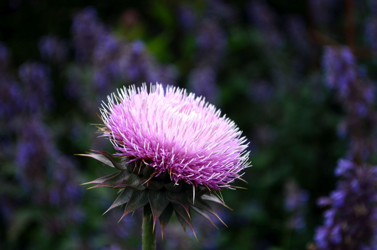 Nikon D5100 sample photo. Flower, plant, pink photography