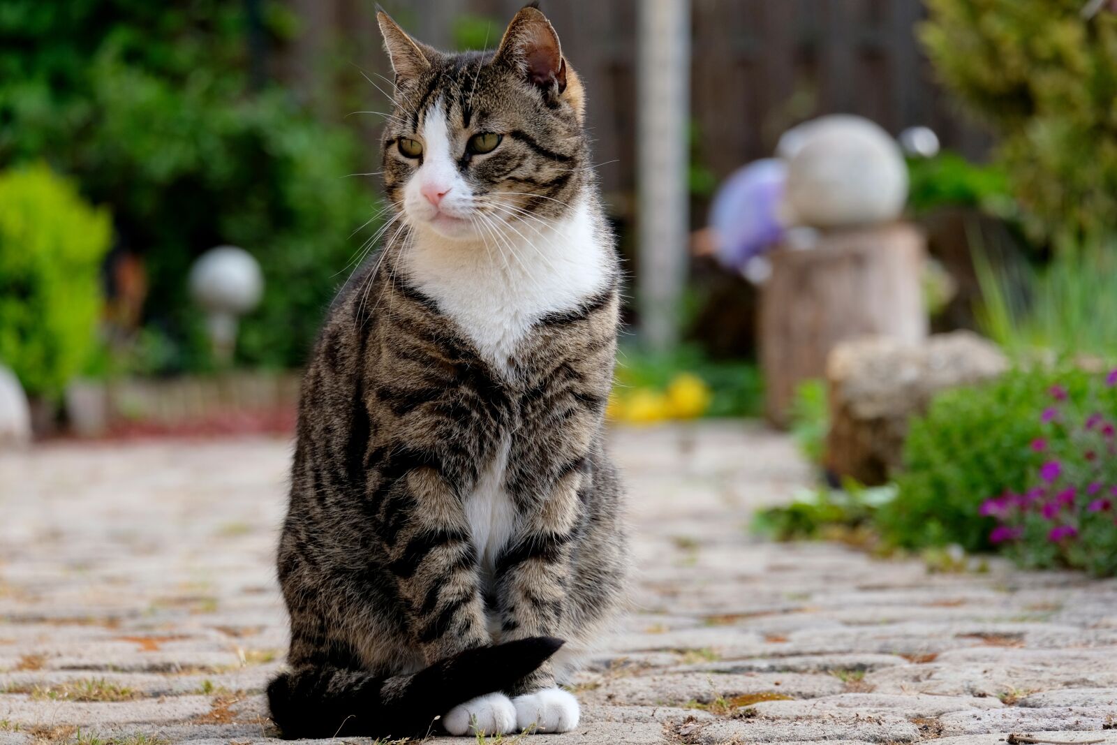 Fujifilm X-T20 sample photo. Cat, sit, pet photography