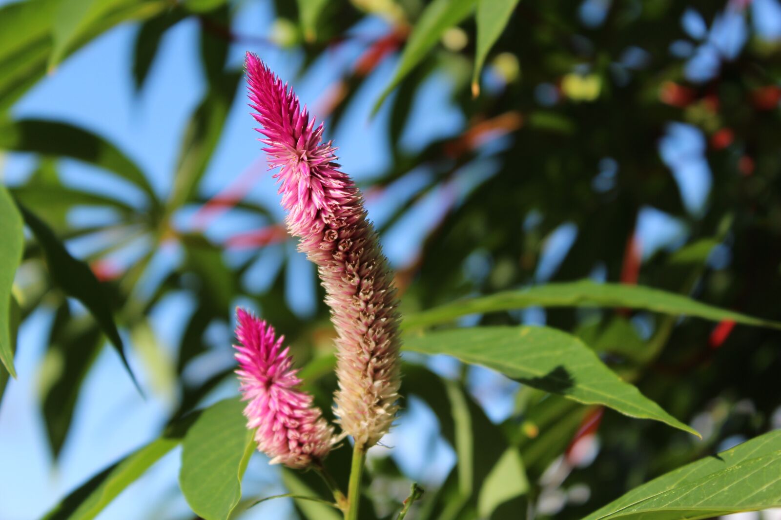 Canon EOS 1200D (EOS Rebel T5 / EOS Kiss X70 / EOS Hi) sample photo. Blossom, bloom, pink photography