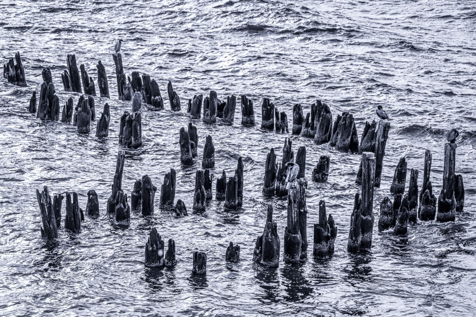 Canon EOS 80D sample photo. Wood, nature, sea photography
