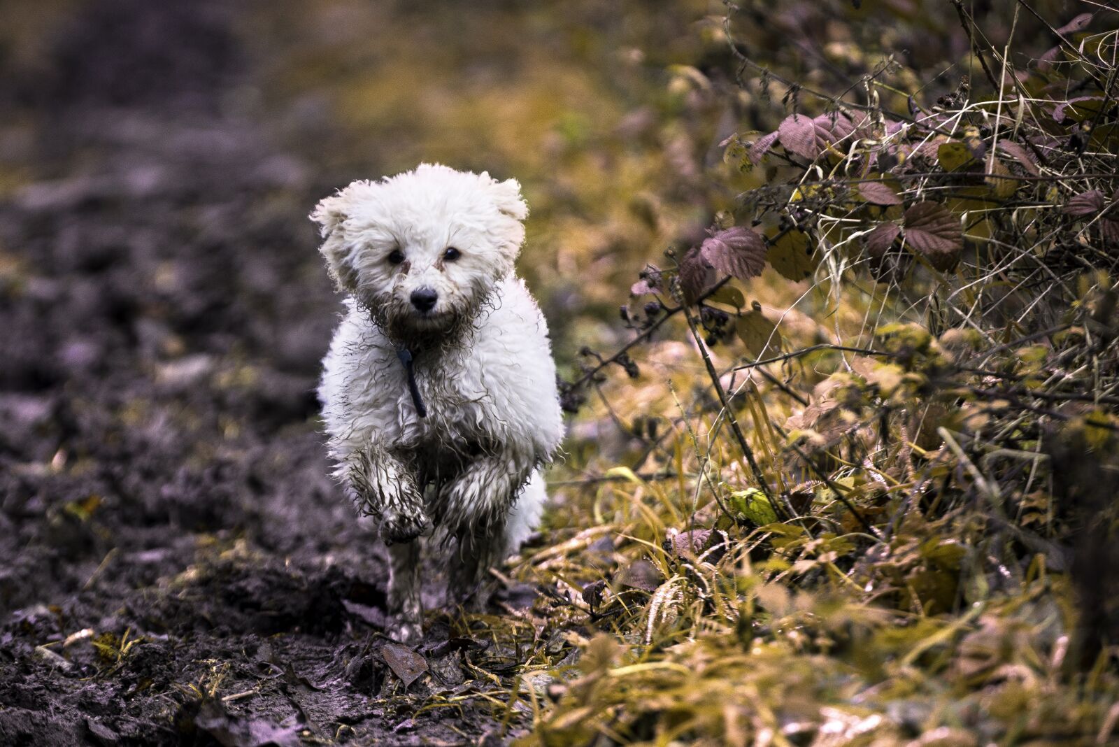 Nikon D610 sample photo. Dog, puppy, pet photography