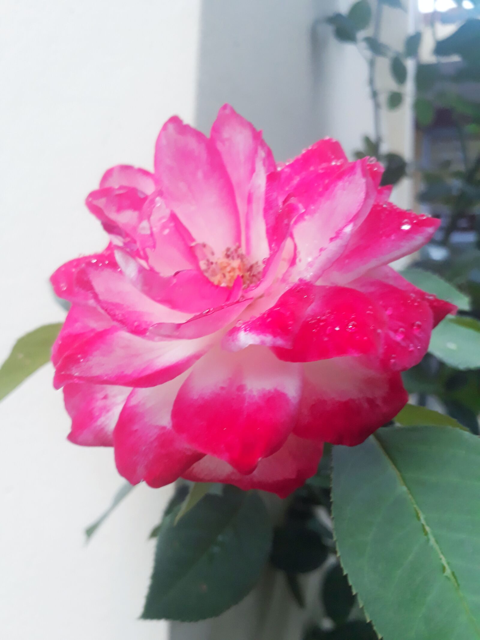 Samsung Galaxy J5 Prime sample photo. Rosa, plant, flower photography
