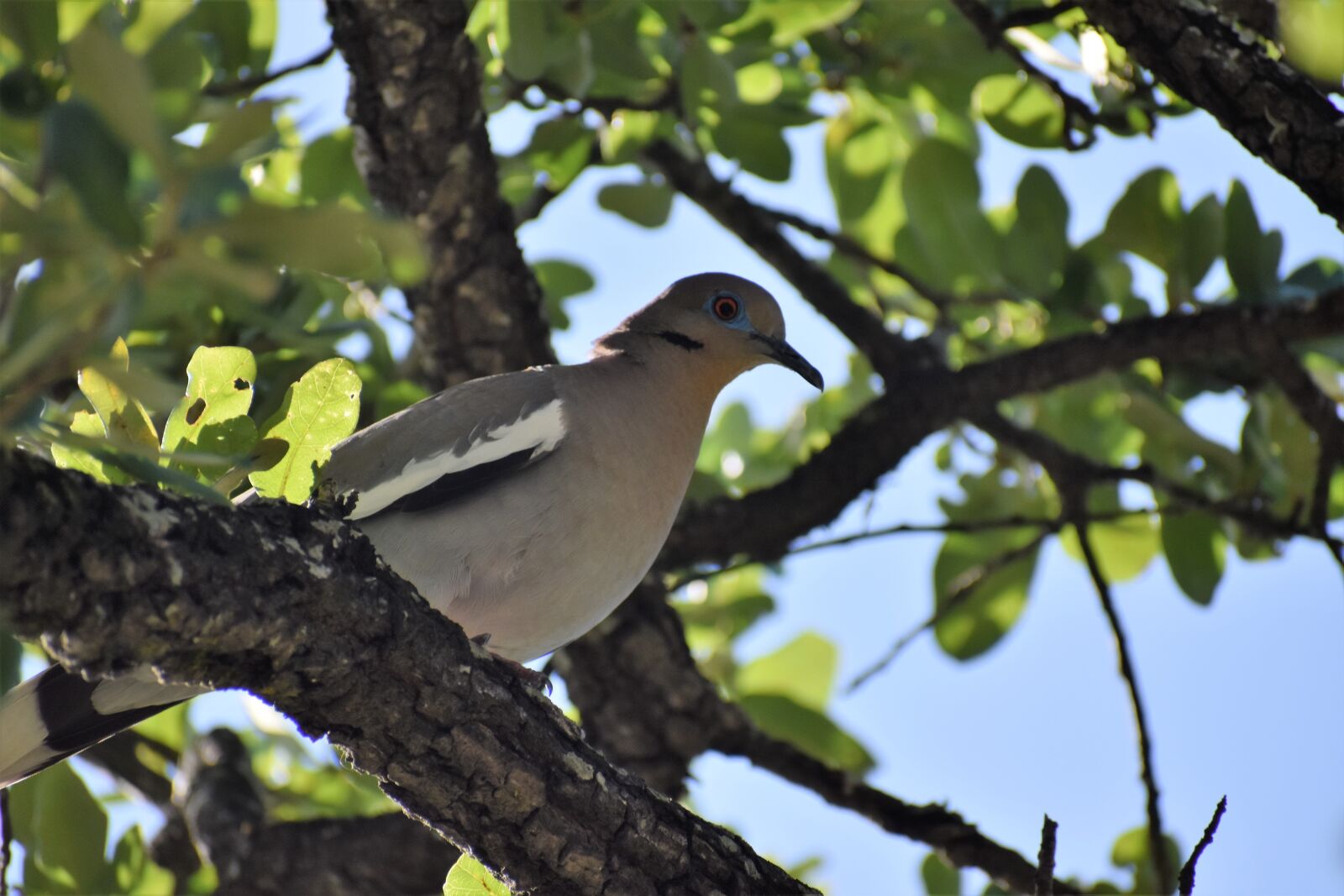 Nikon D3500 sample photo. Dove, blue eyes, bird photography
