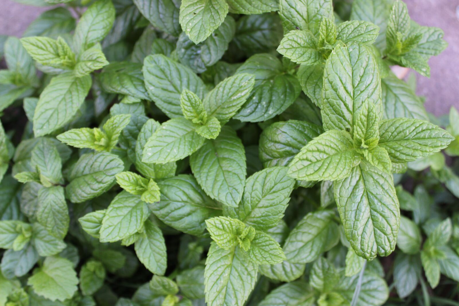 Canon EOS 600D (Rebel EOS T3i / EOS Kiss X5) sample photo. Peppermint, tee, herbs photography