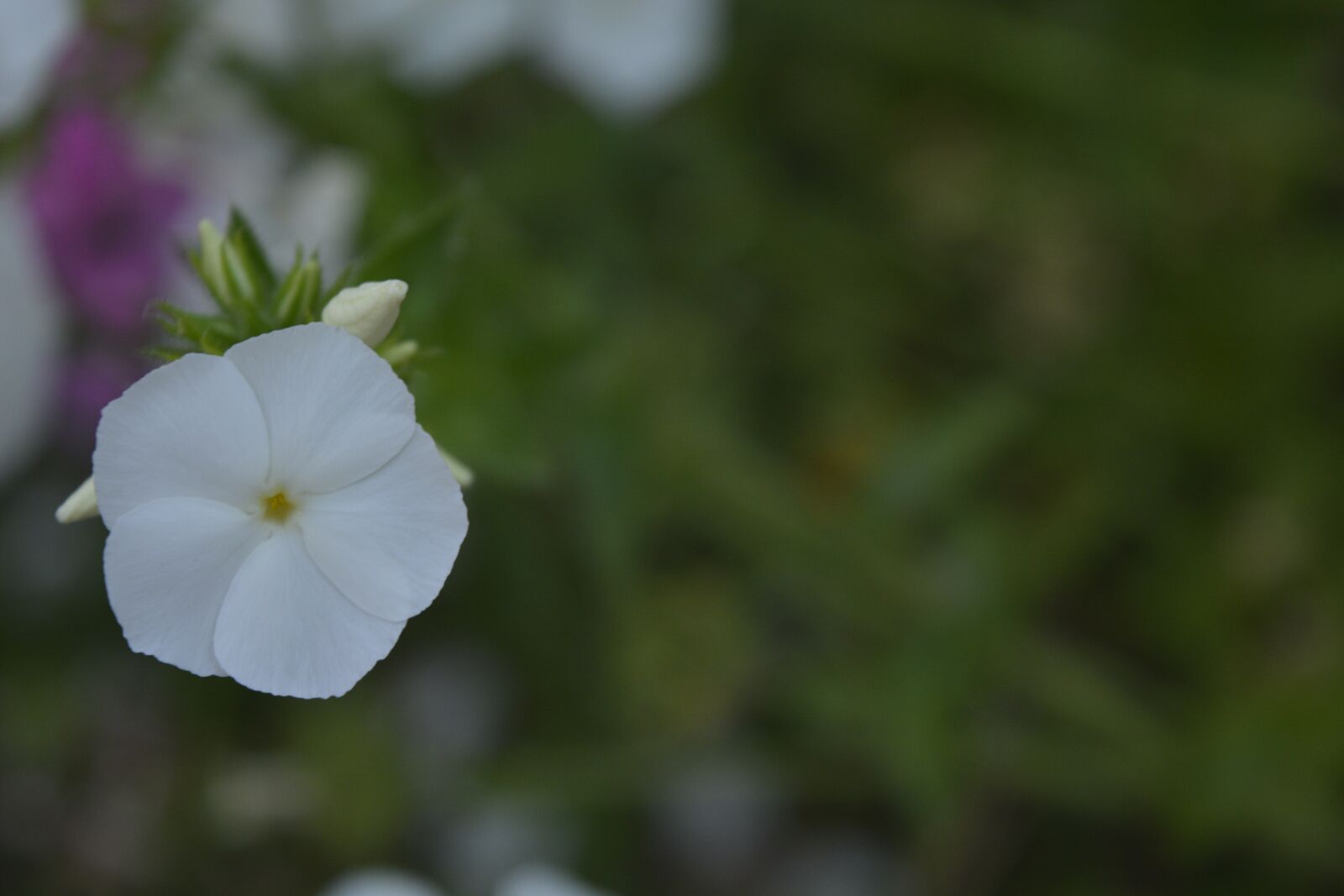 Nikon D5200 sample photo. Flower, nature, macro photography