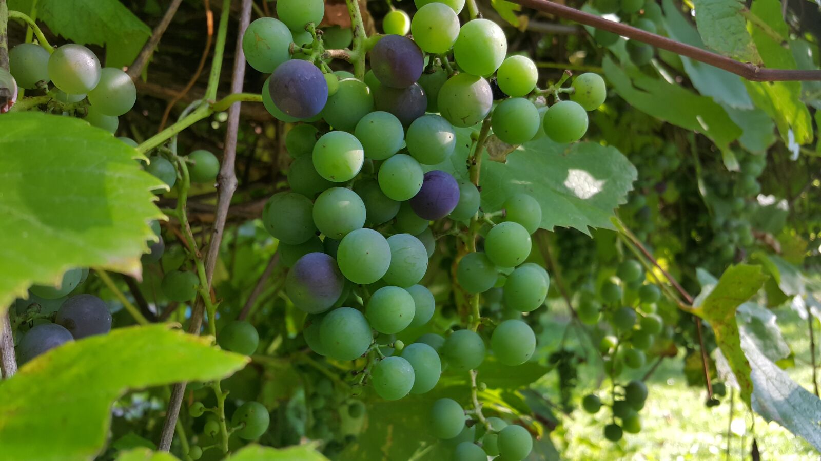 Samsung Galaxy Note4 sample photo. Bunch of grapes, nature photography