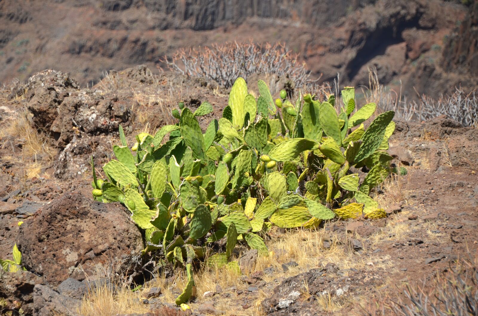 Nikon D5100 sample photo. Cactus, plant, green photography