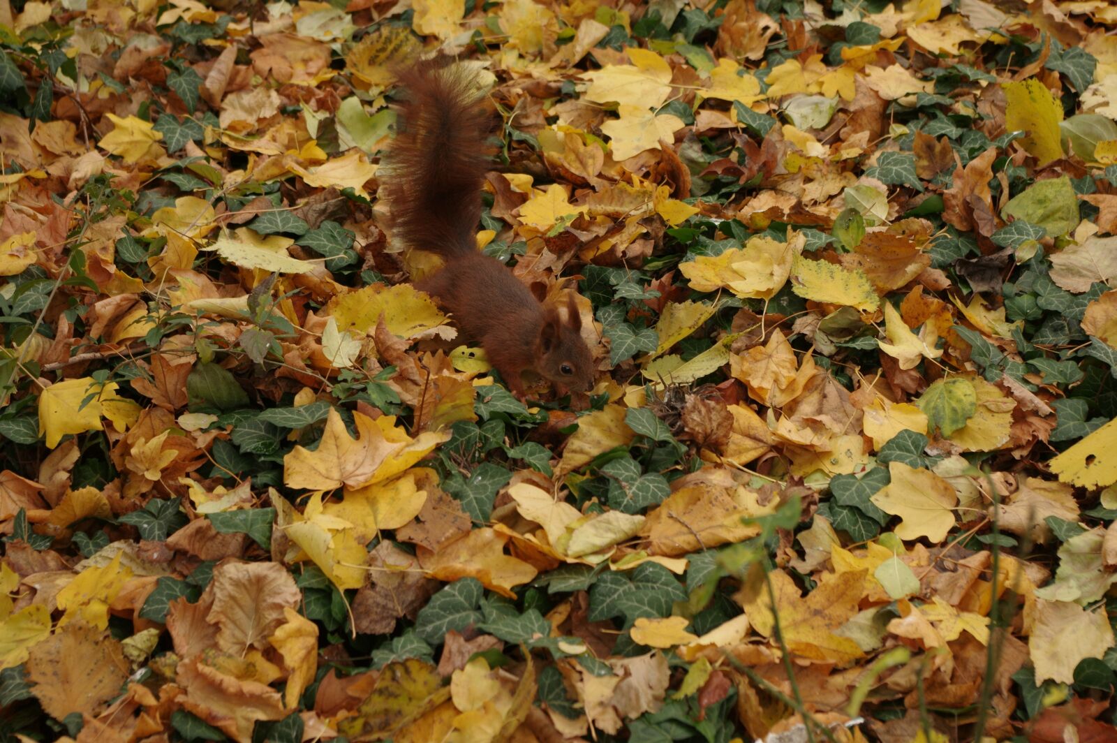 Pentax K-3 sample photo. Squirrel, nuts, rodent photography