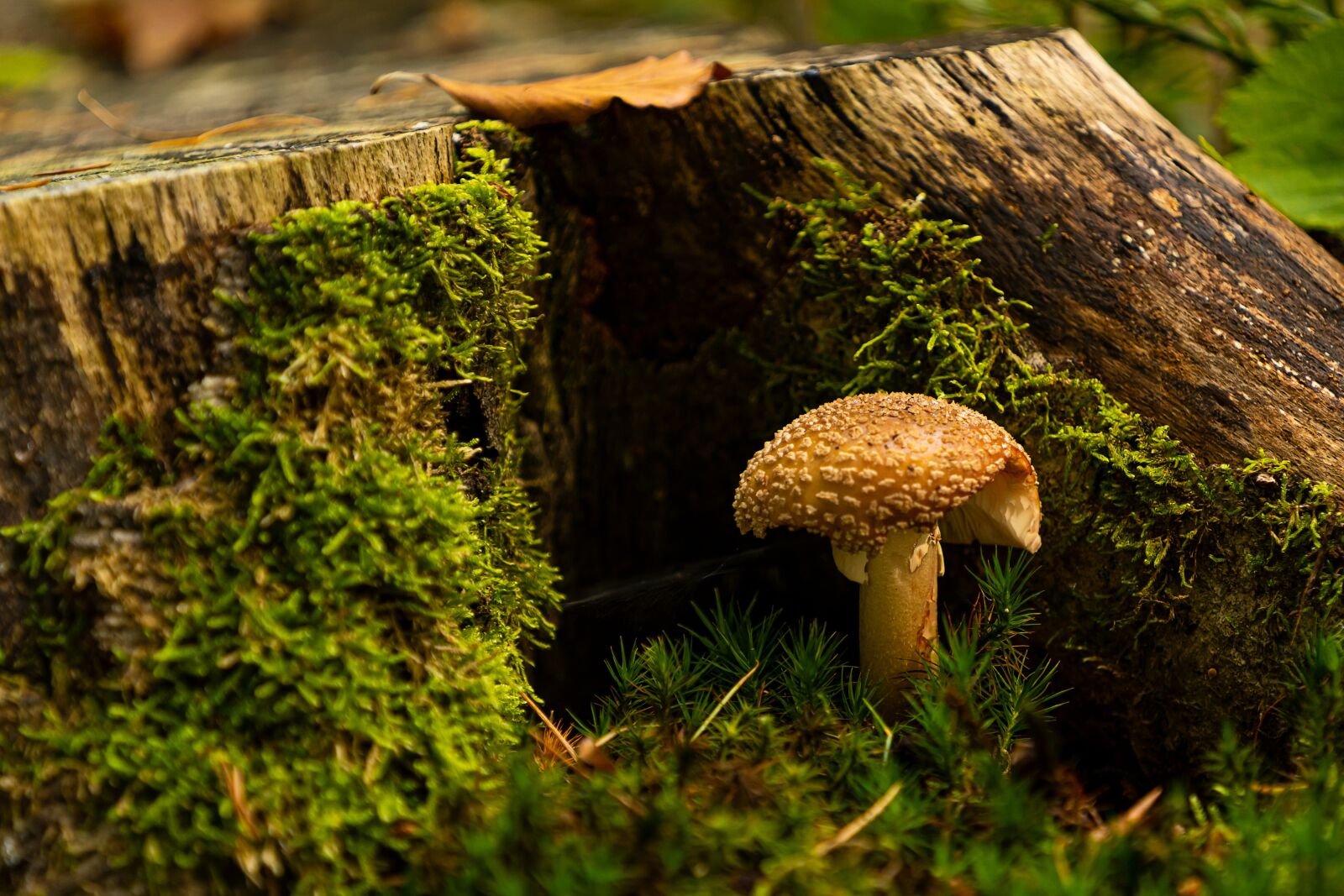 Sony FE 70-200mm F4 G OSS sample photo. Nature, forest, mushrooms photography