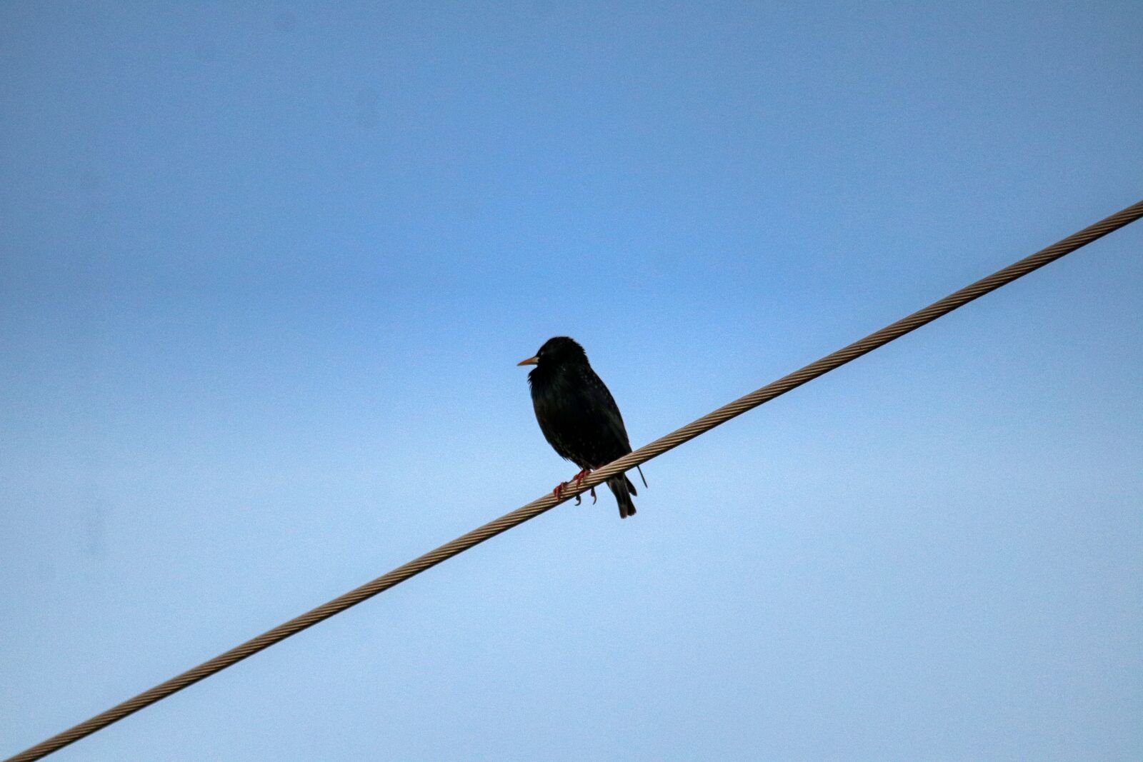 Canon EOS 80D sample photo. Bird, animal, sit photography