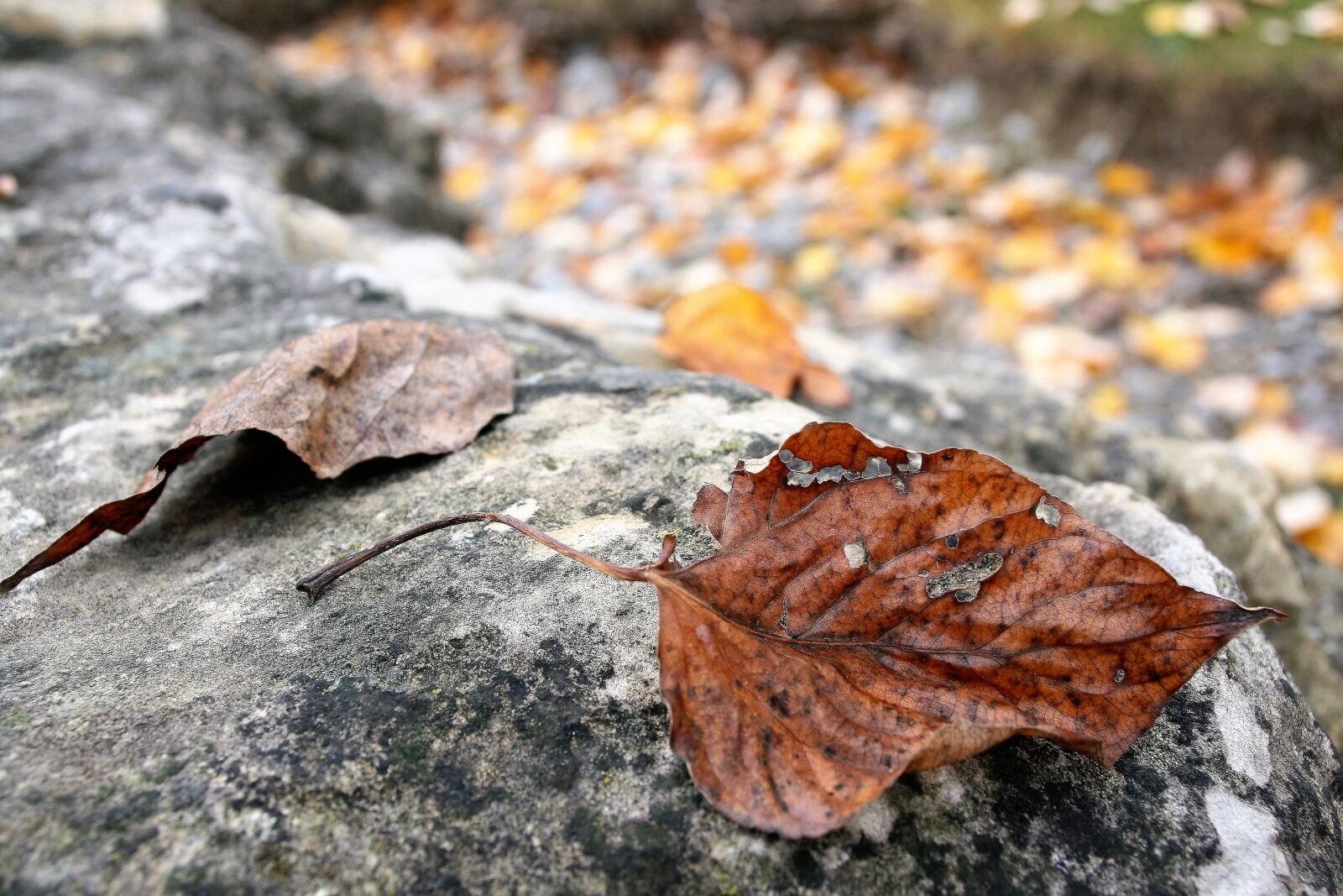 Canon EOS 400D (EOS Digital Rebel XTi / EOS Kiss Digital X) sample photo. Dry leaf, staccato, autumn photography
